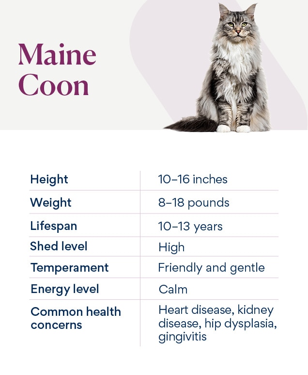 Maine Coon Cat Breed Health and Care PetMD