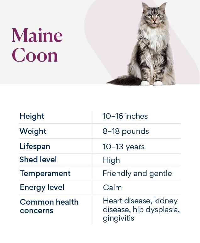 maine coon chart depicting the breed's needs