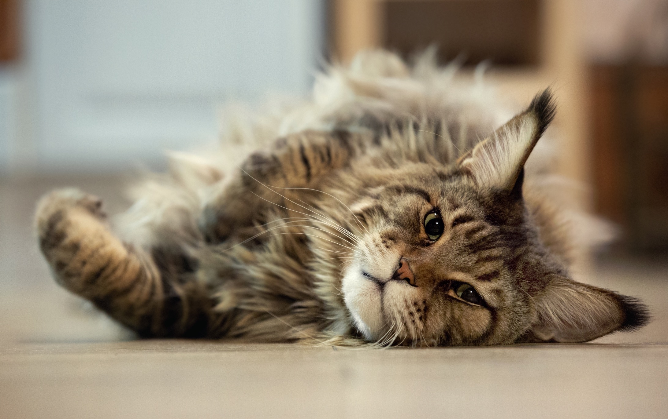 brown tabby maine coon lying on his side