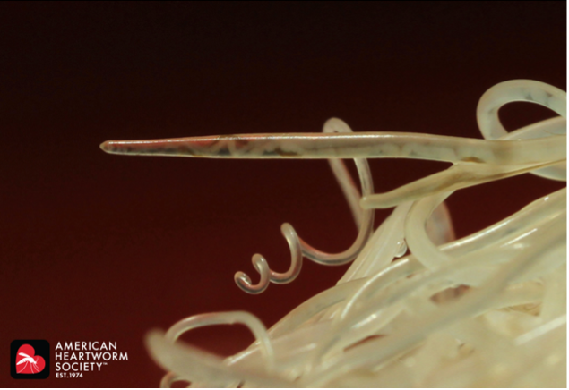 a close up image of heartworms inside a deceased dog with heartworm disease. 