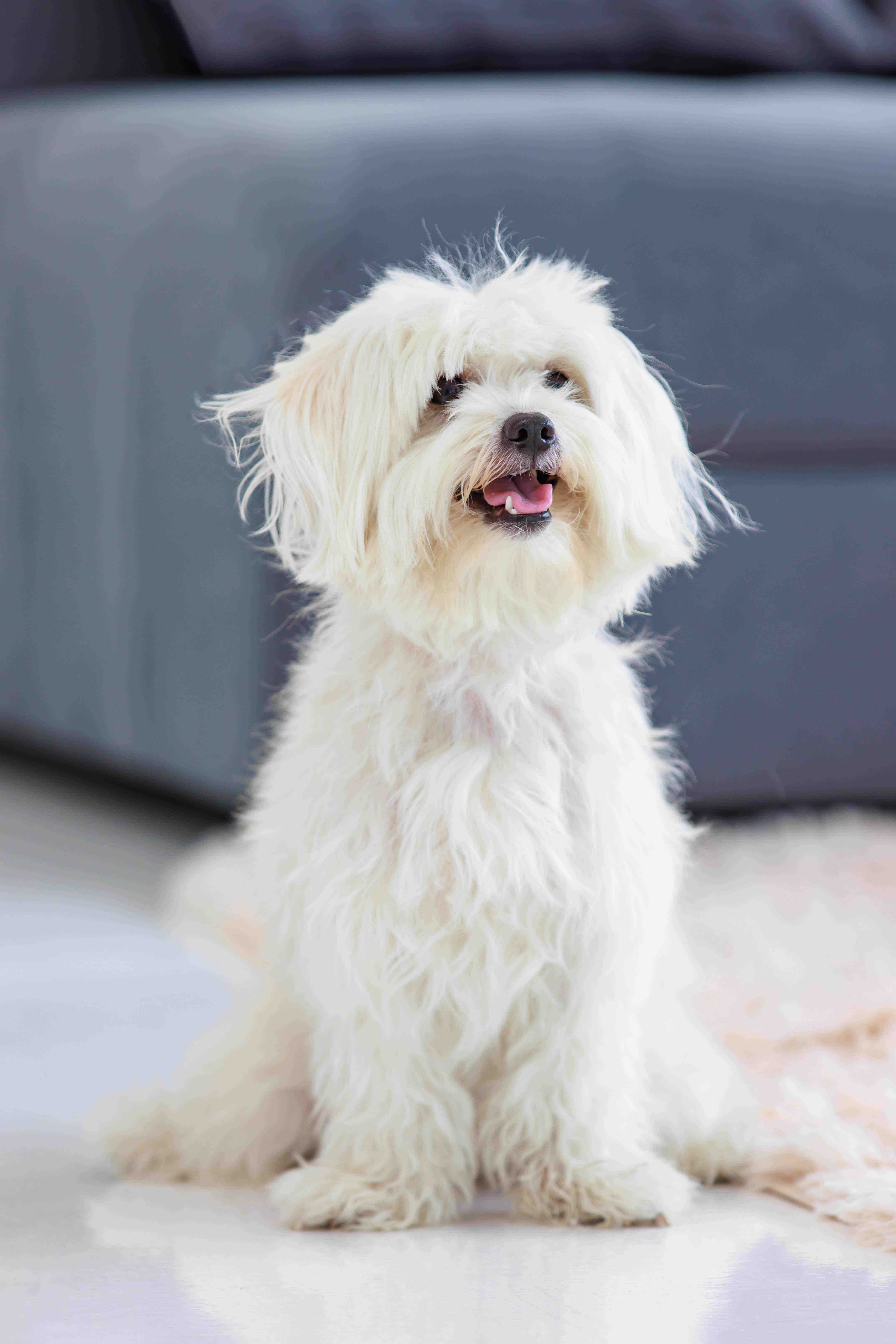 white malshi dog sitting in a living room