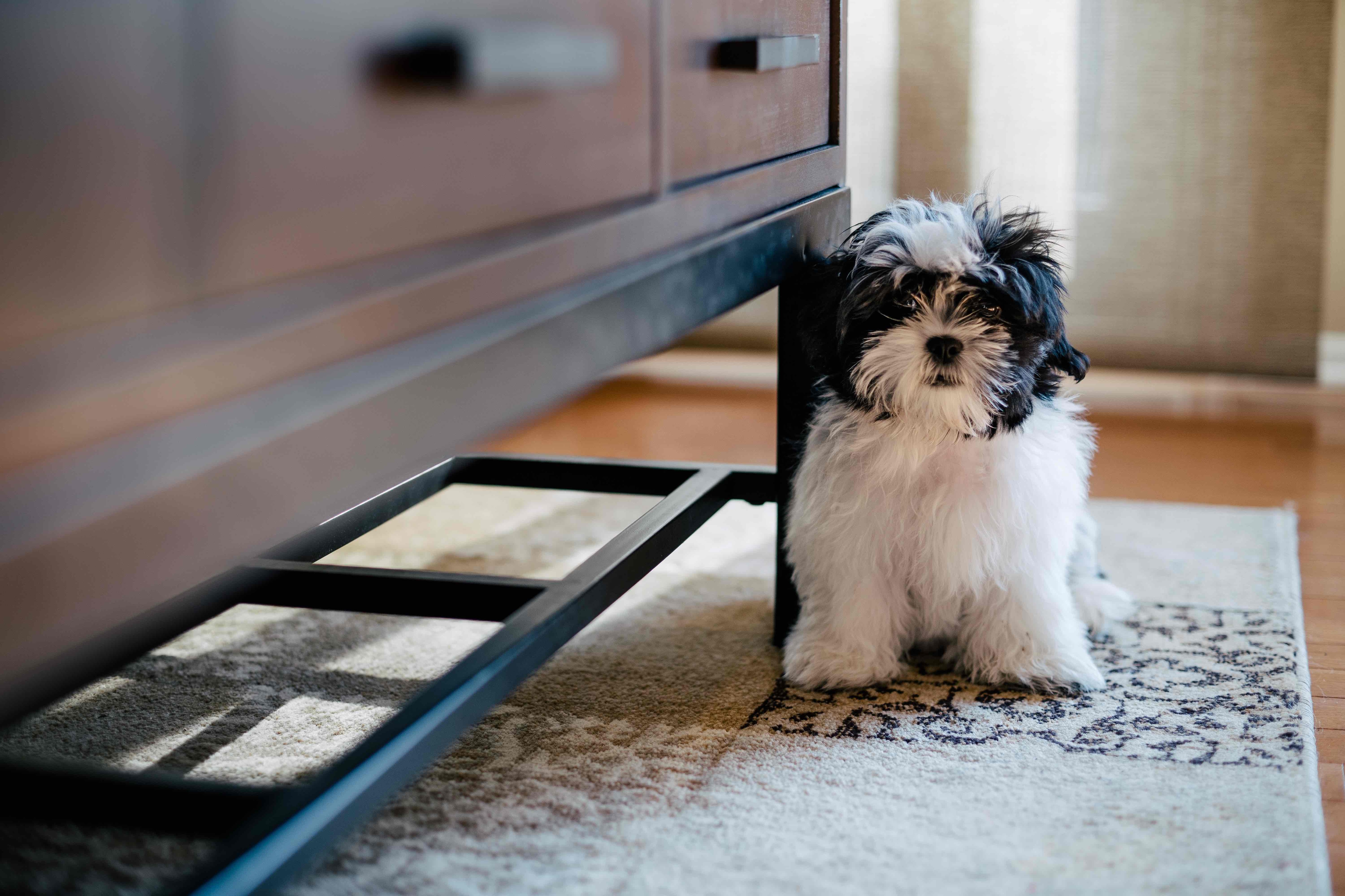 black and white fluffy malshi puppy