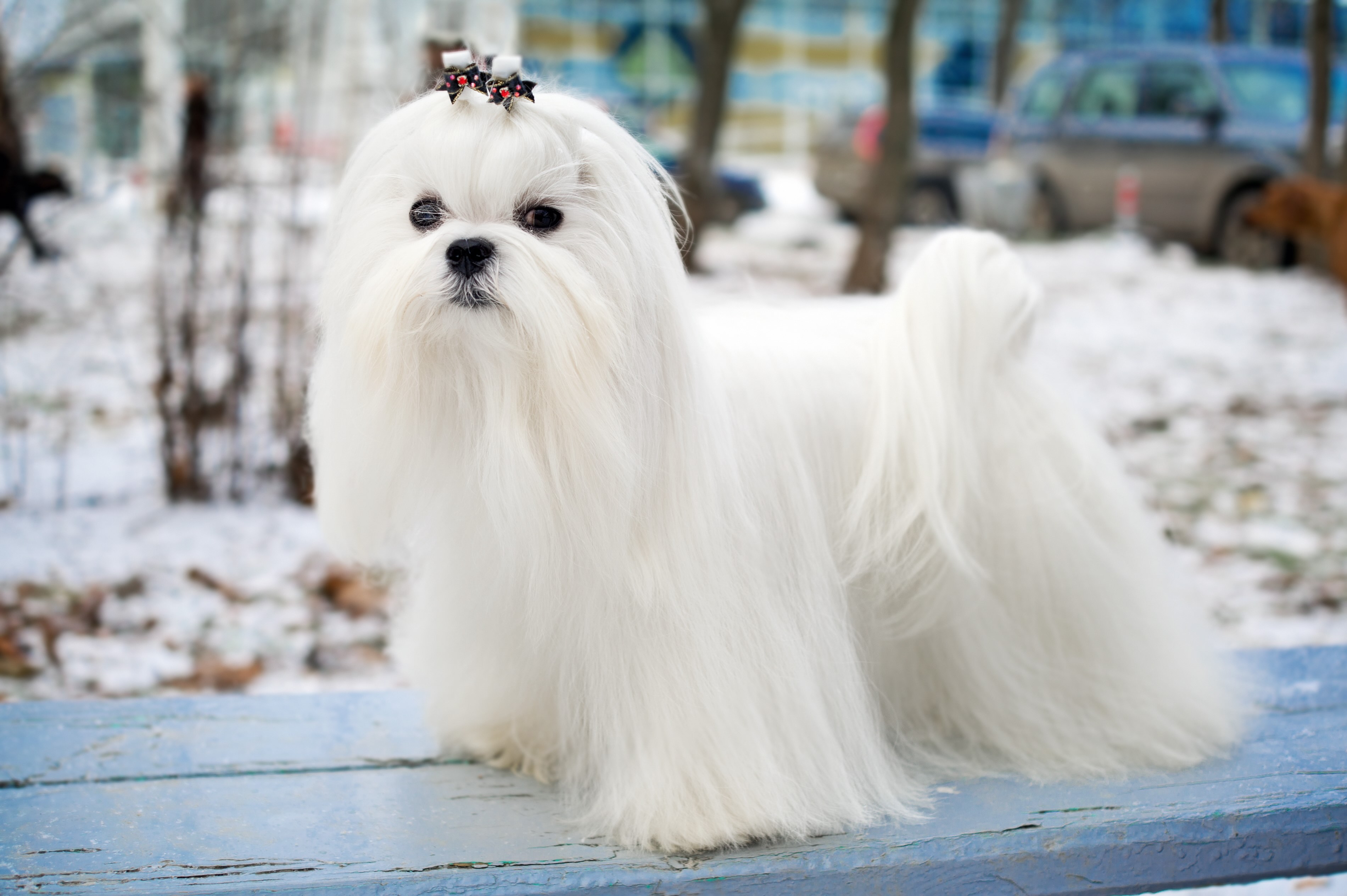 longhaired maltese dog standing on a platform in front of a snowy backdrop