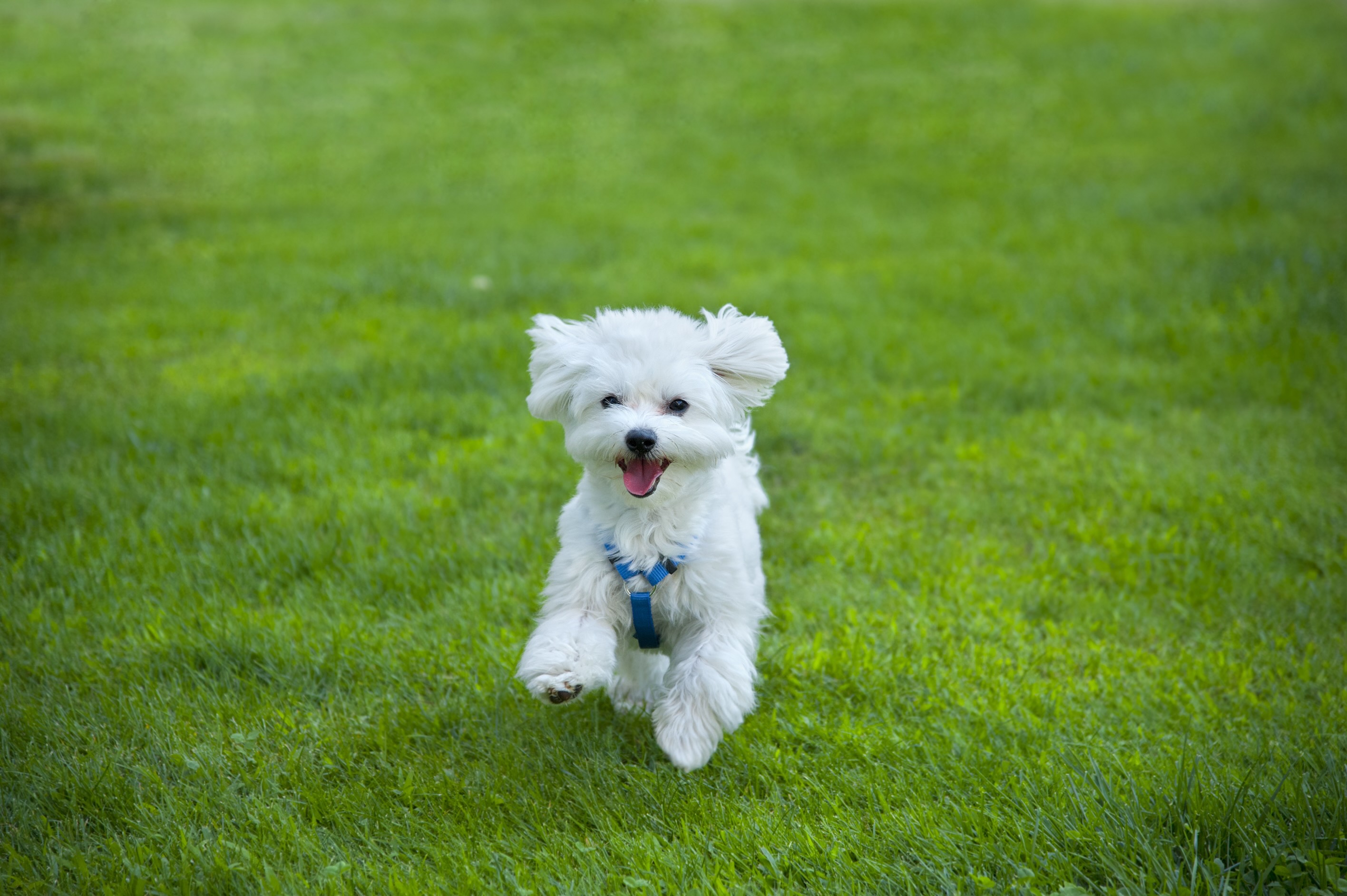 small white maltese wearing a blue harness and happily running through green grass