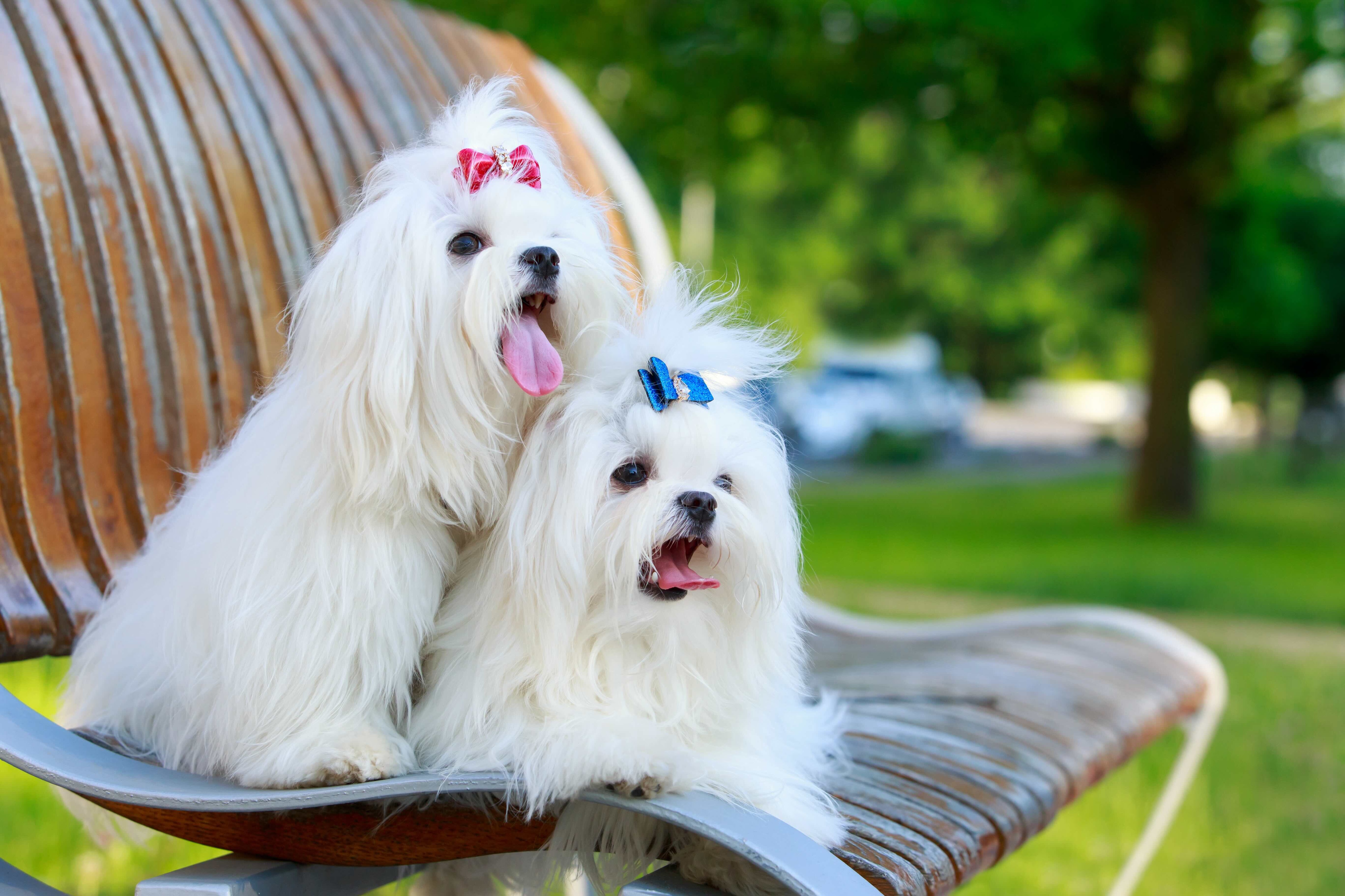 two longhaired maltese dogs sitting in a patio chair