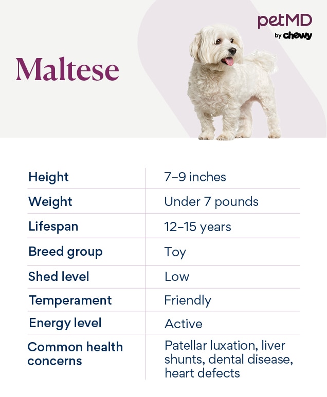 chart depicting a maltese dog's breed characteristics