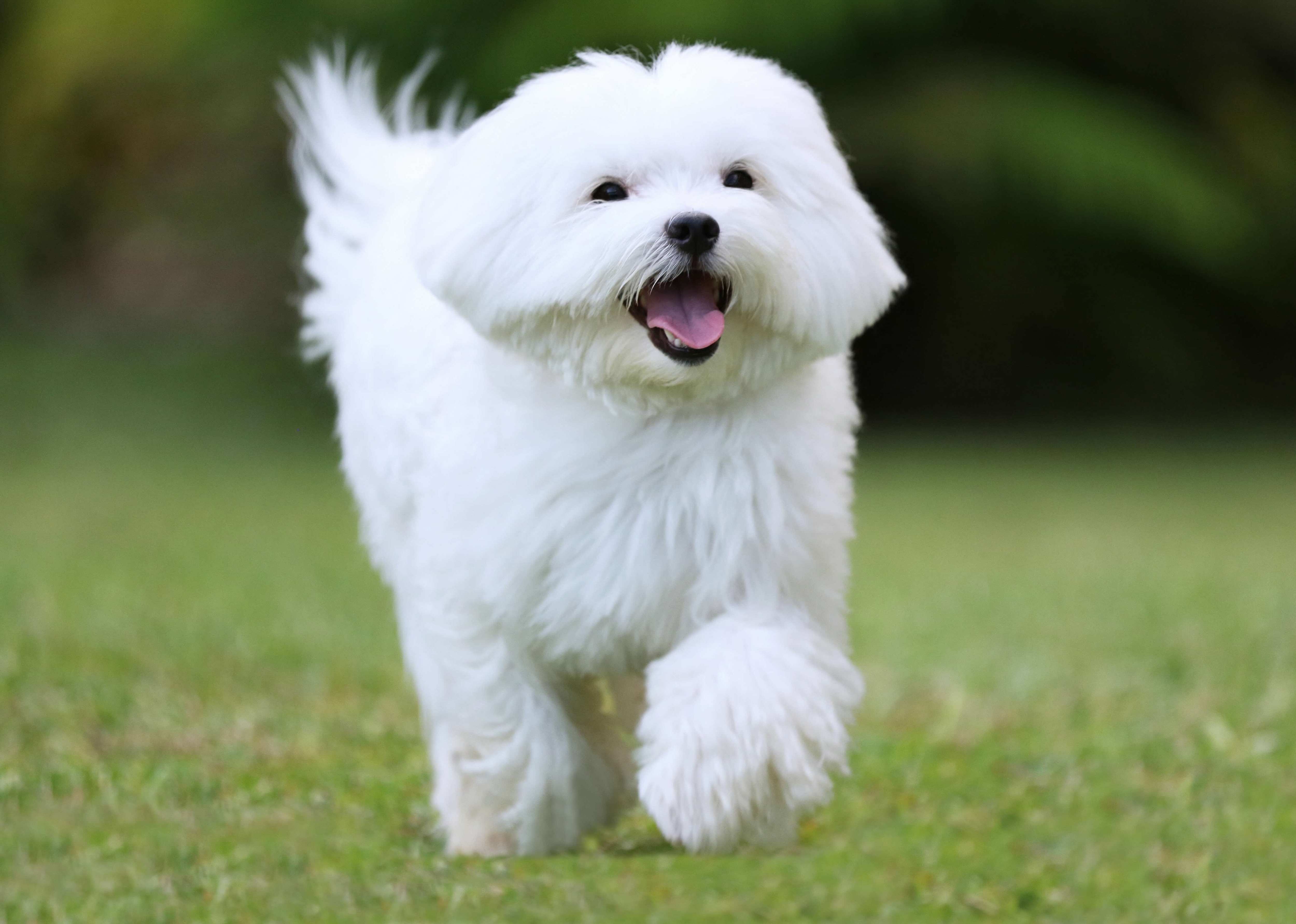 maltese dog running through grass with his tongue out