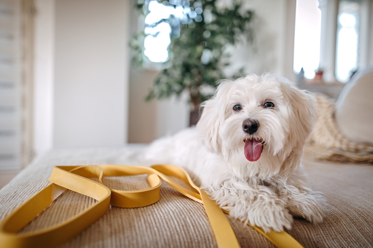 白色的马尔济斯犬躺在家具上，皮带是黄色的