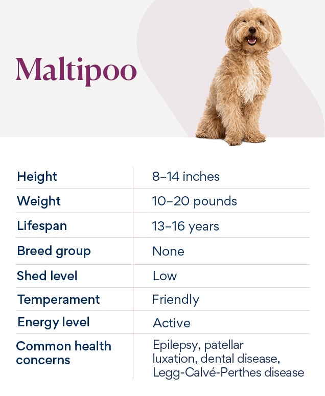 Best puppy hotsell food for maltipoo