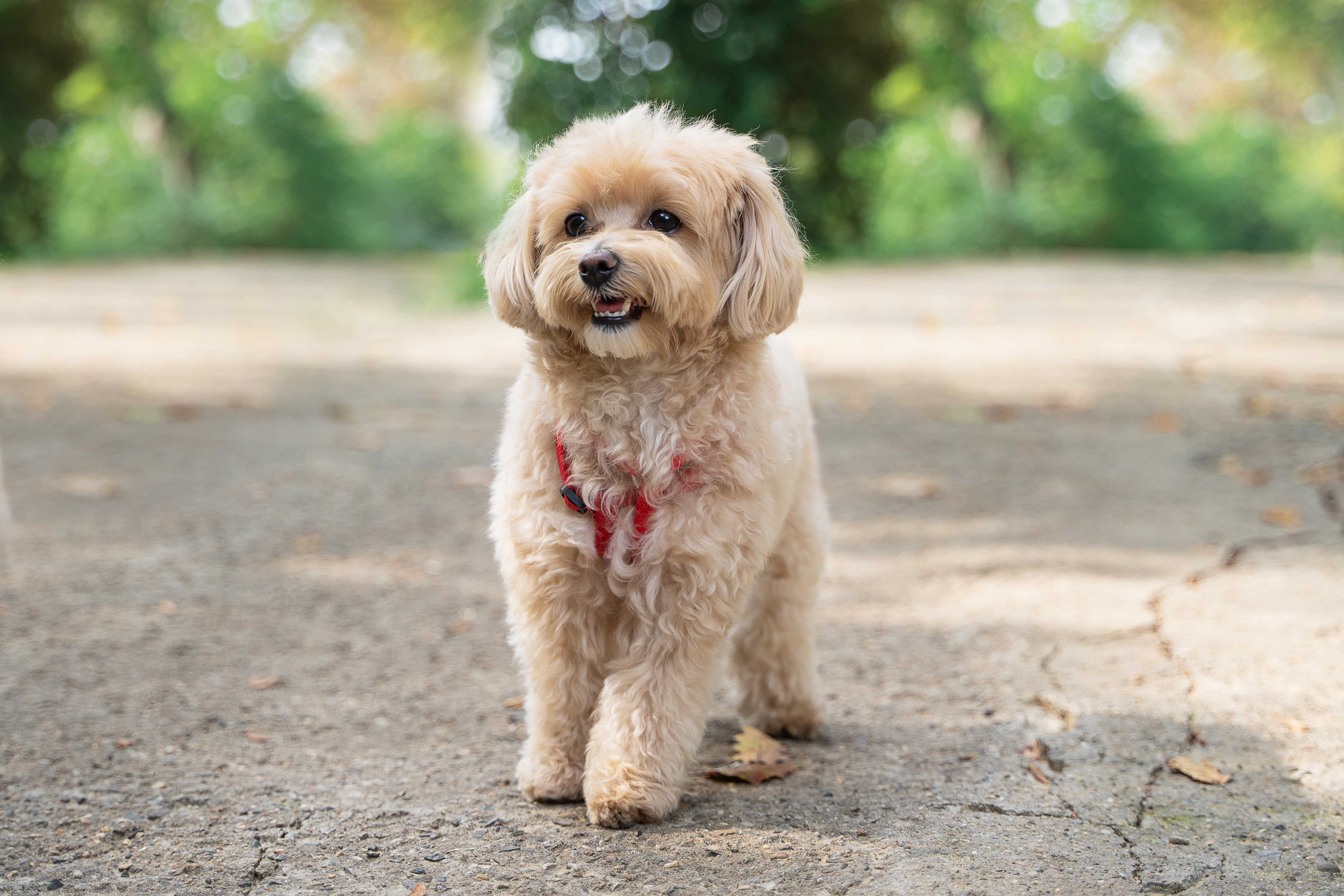 What is a store maltipoo