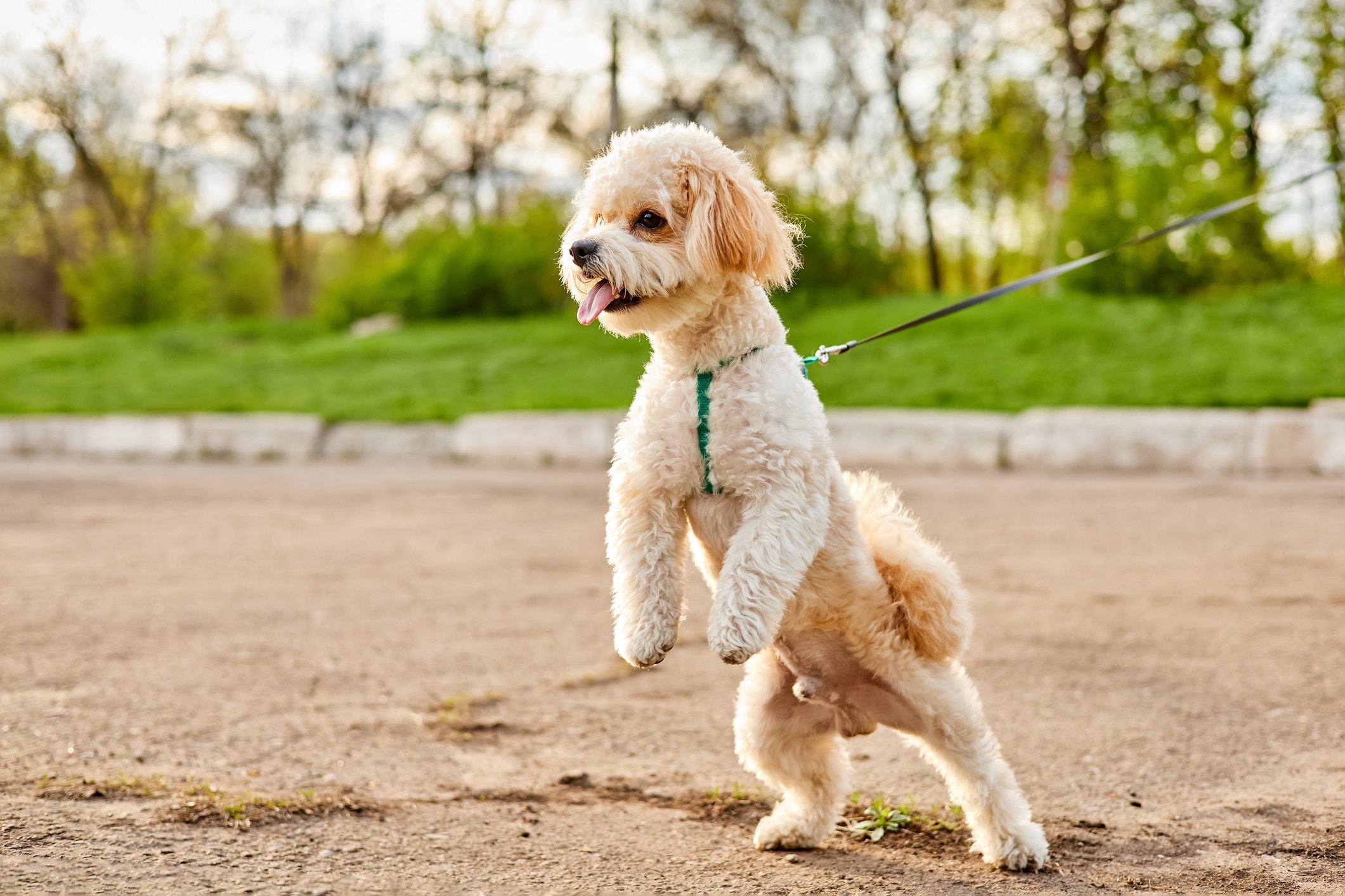 maltipoo dog pulling on a leash at a park