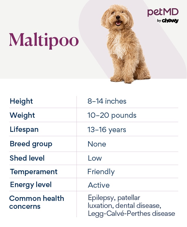 chart depicting a maltipoo dog's characteristics