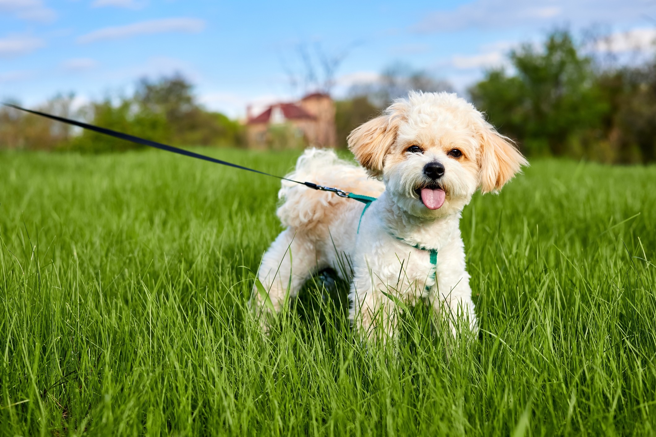 white maltipoo dog on a leash in tall grass