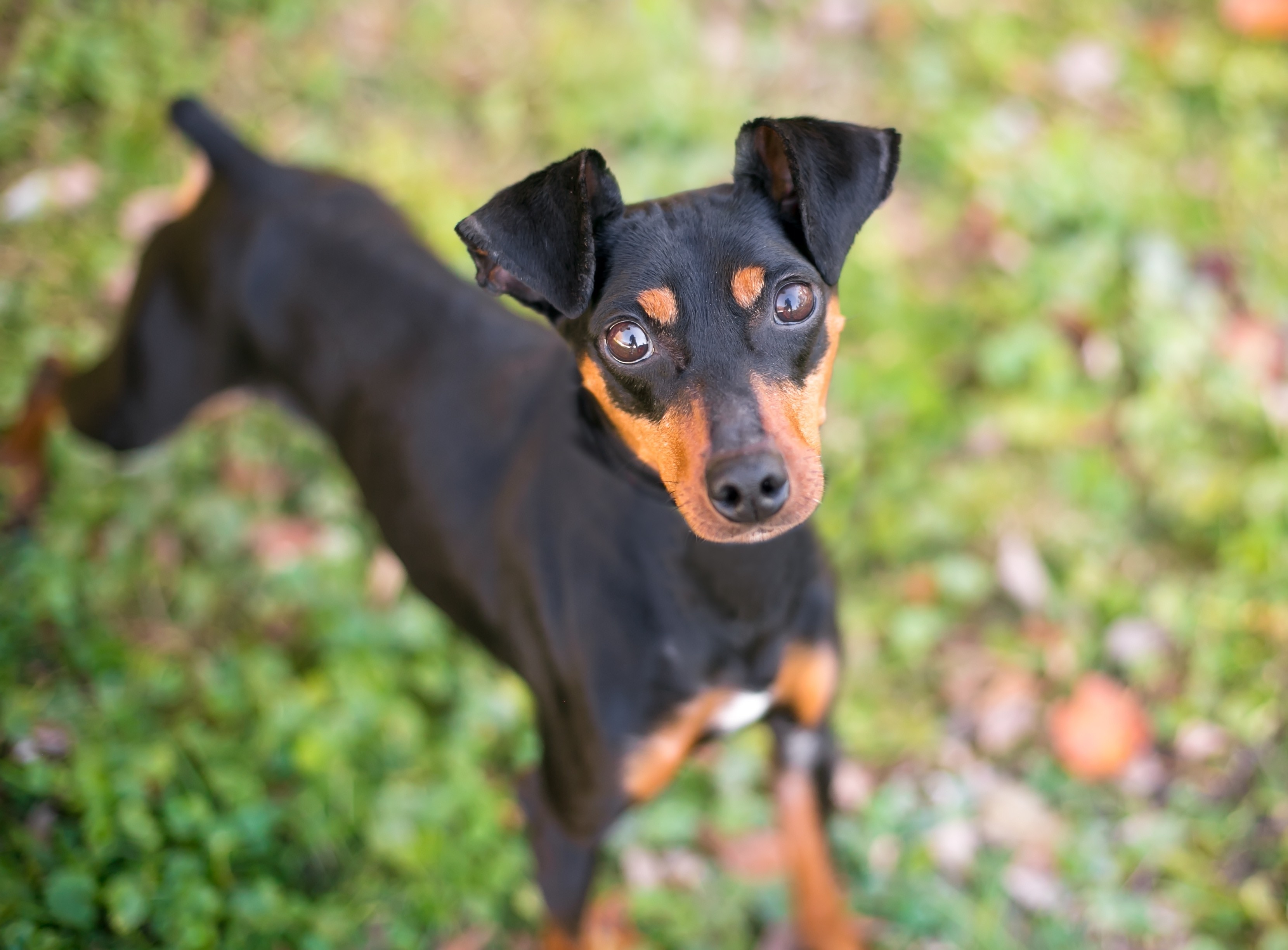 manchester terrier looking up at the camera