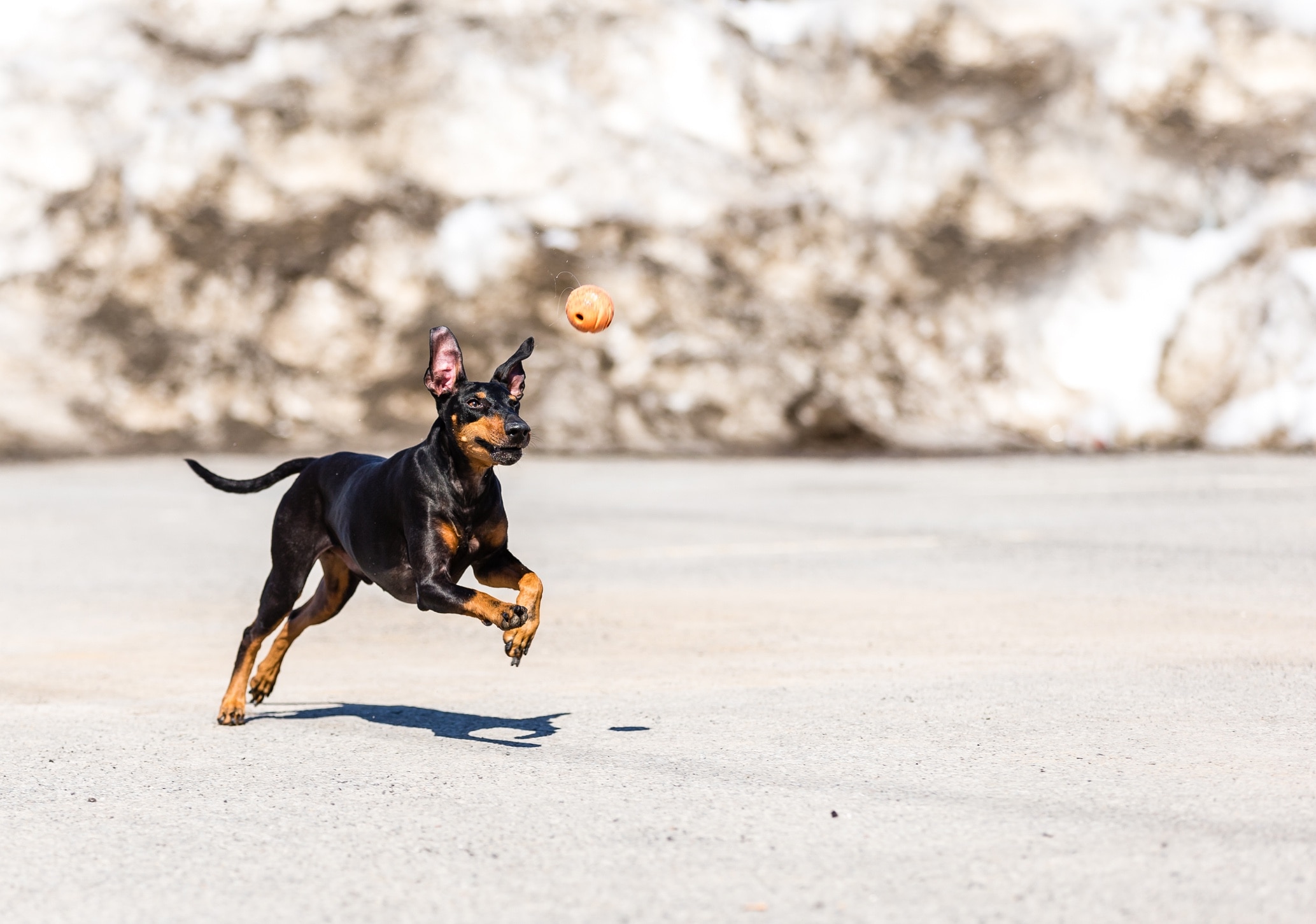 manchester terrier chasing after a ball