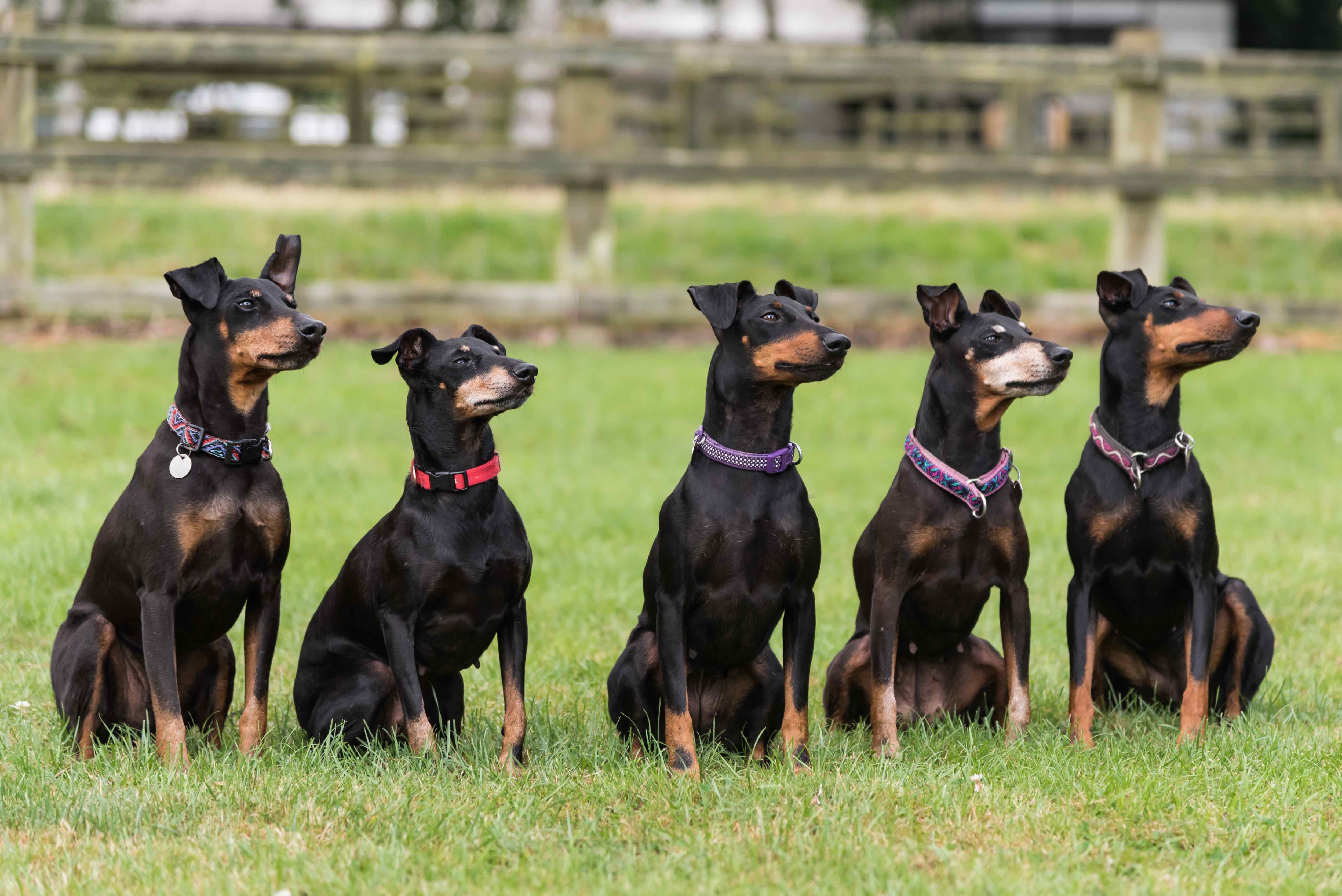 five manchester terriers sitting in grass