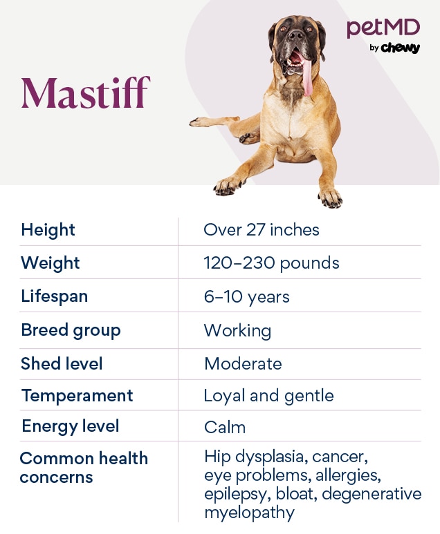 How much to feed a mastiff puppy hotsell