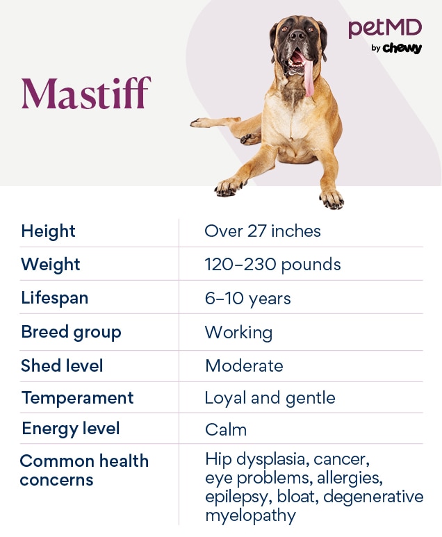chart depicting a mastiff's breed characteristics