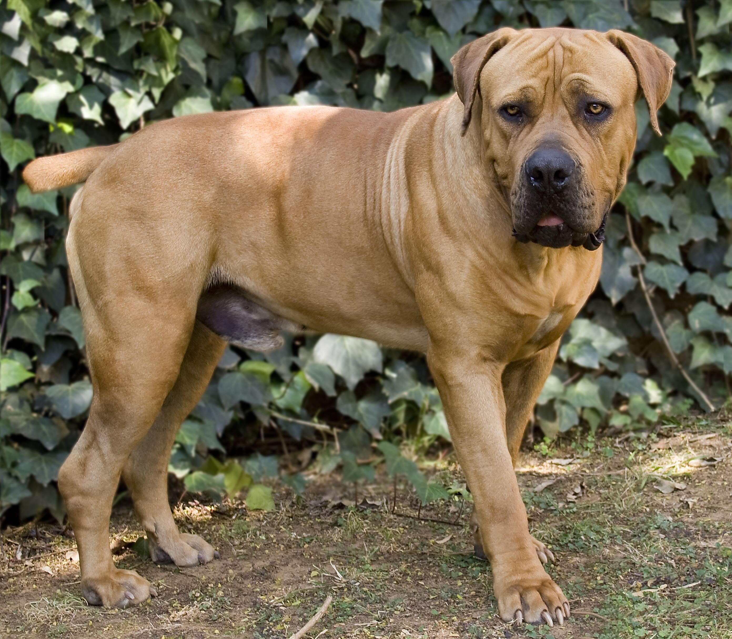 tan boerboel dog standing in front of an ivy wall