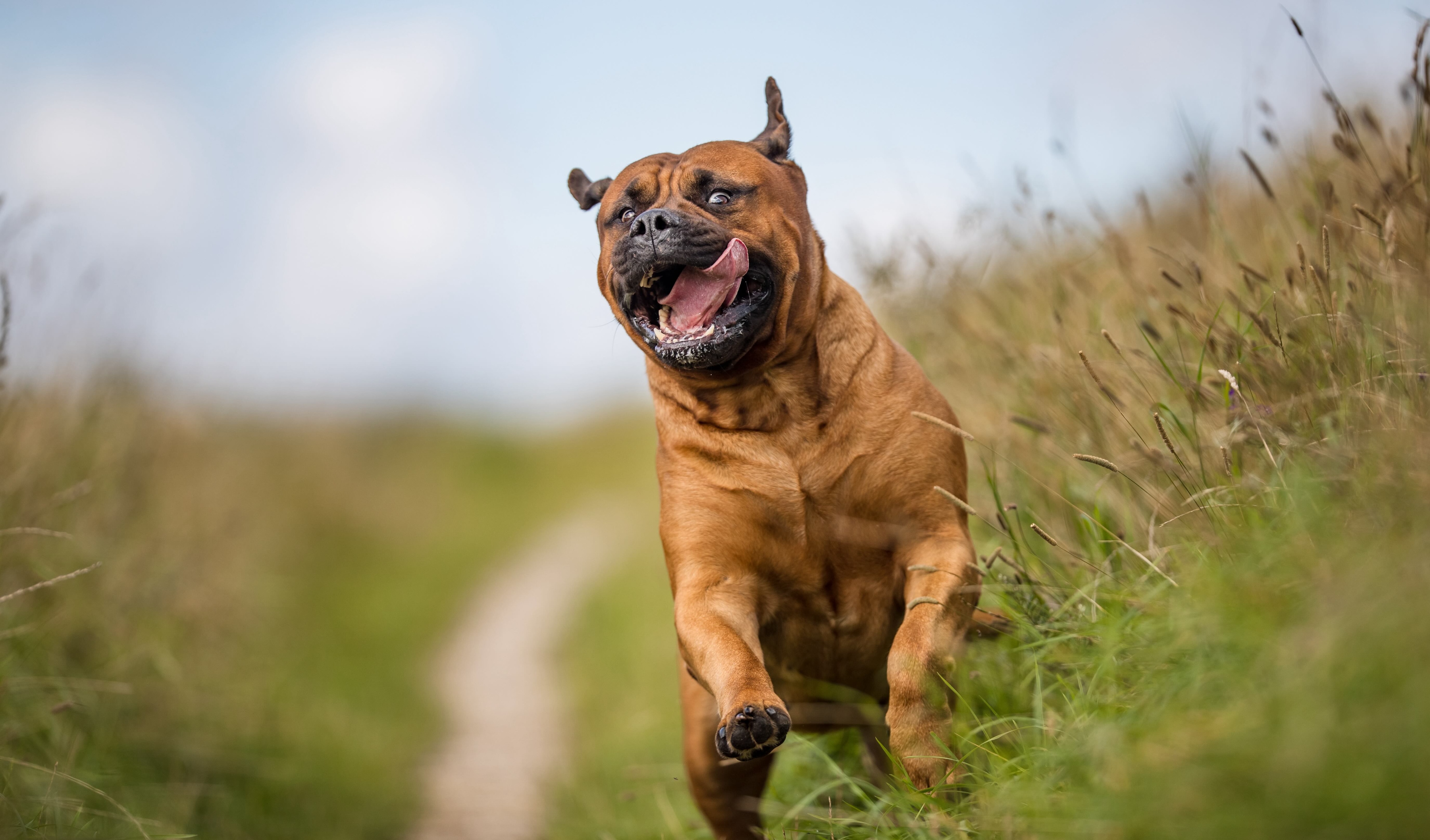 red bullmastiff dog running through a field with his tongue flapping