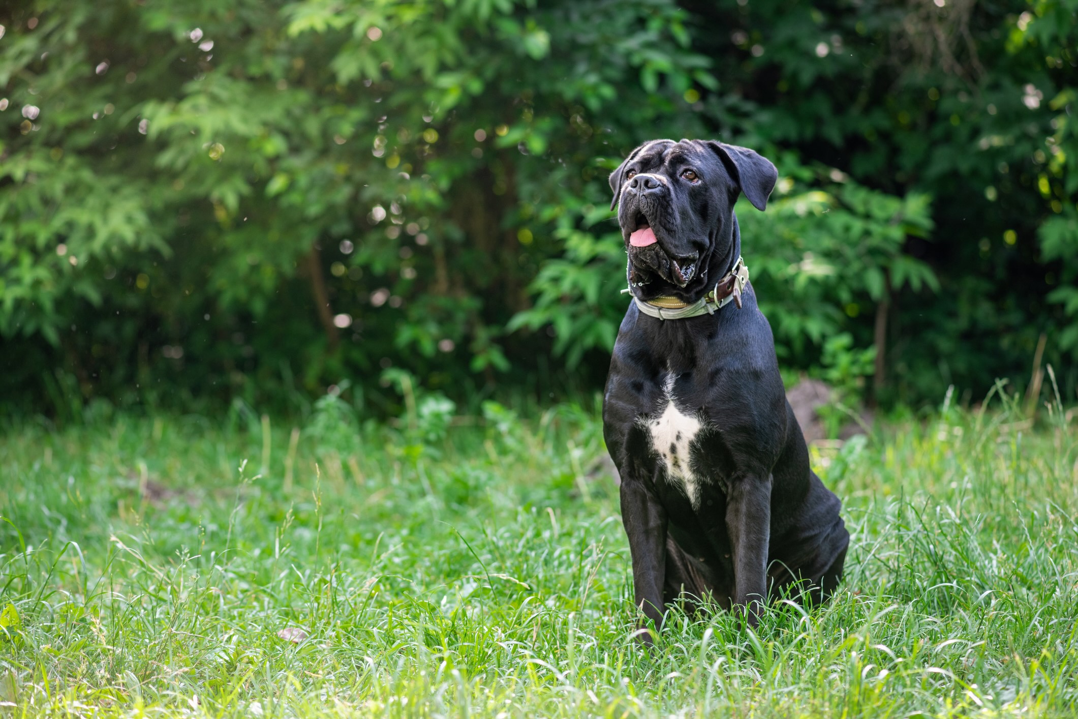 black cane corso dog sitting up proudly in grass