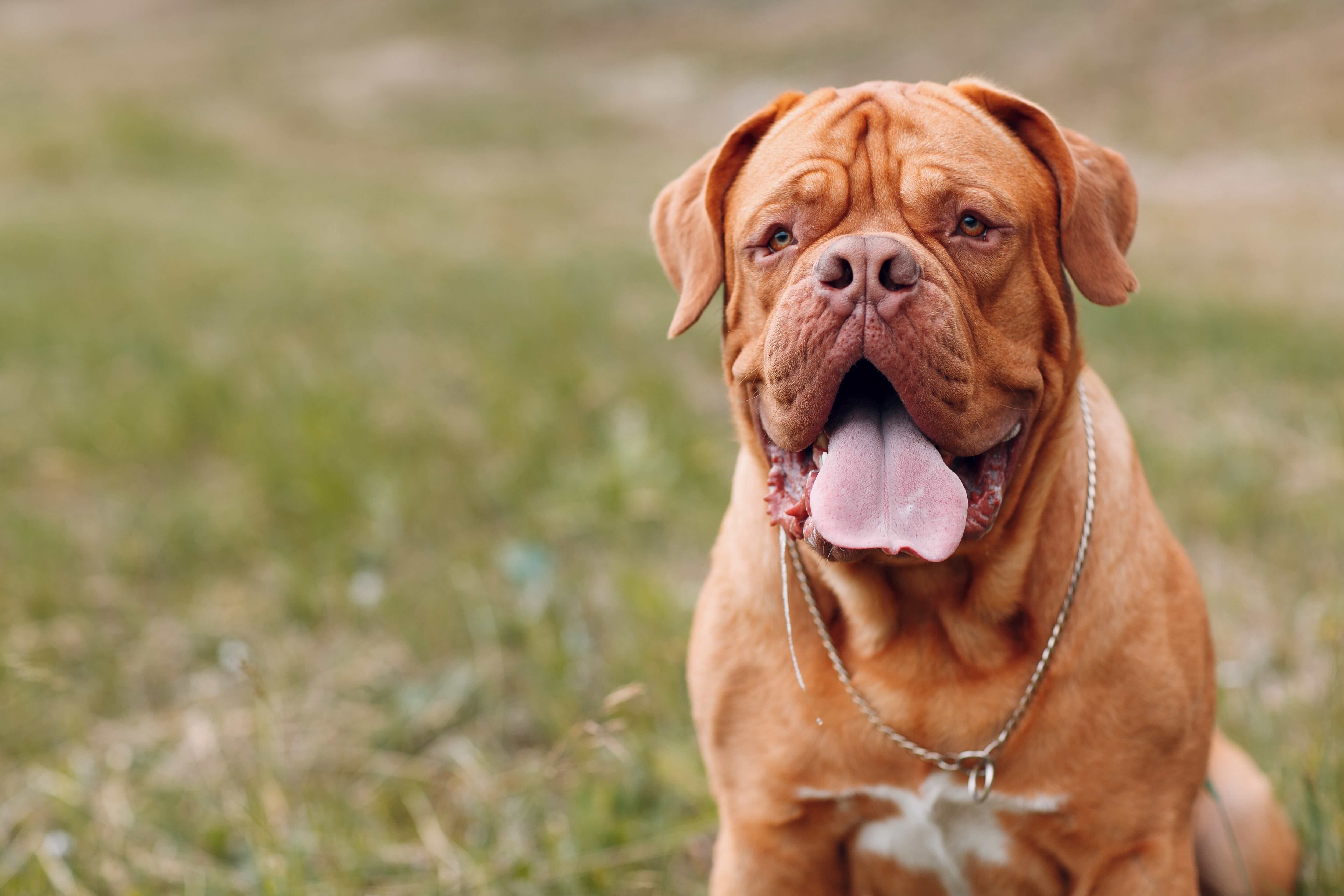 red dogue de bordeaux dog sitting and drooling with his tongue out