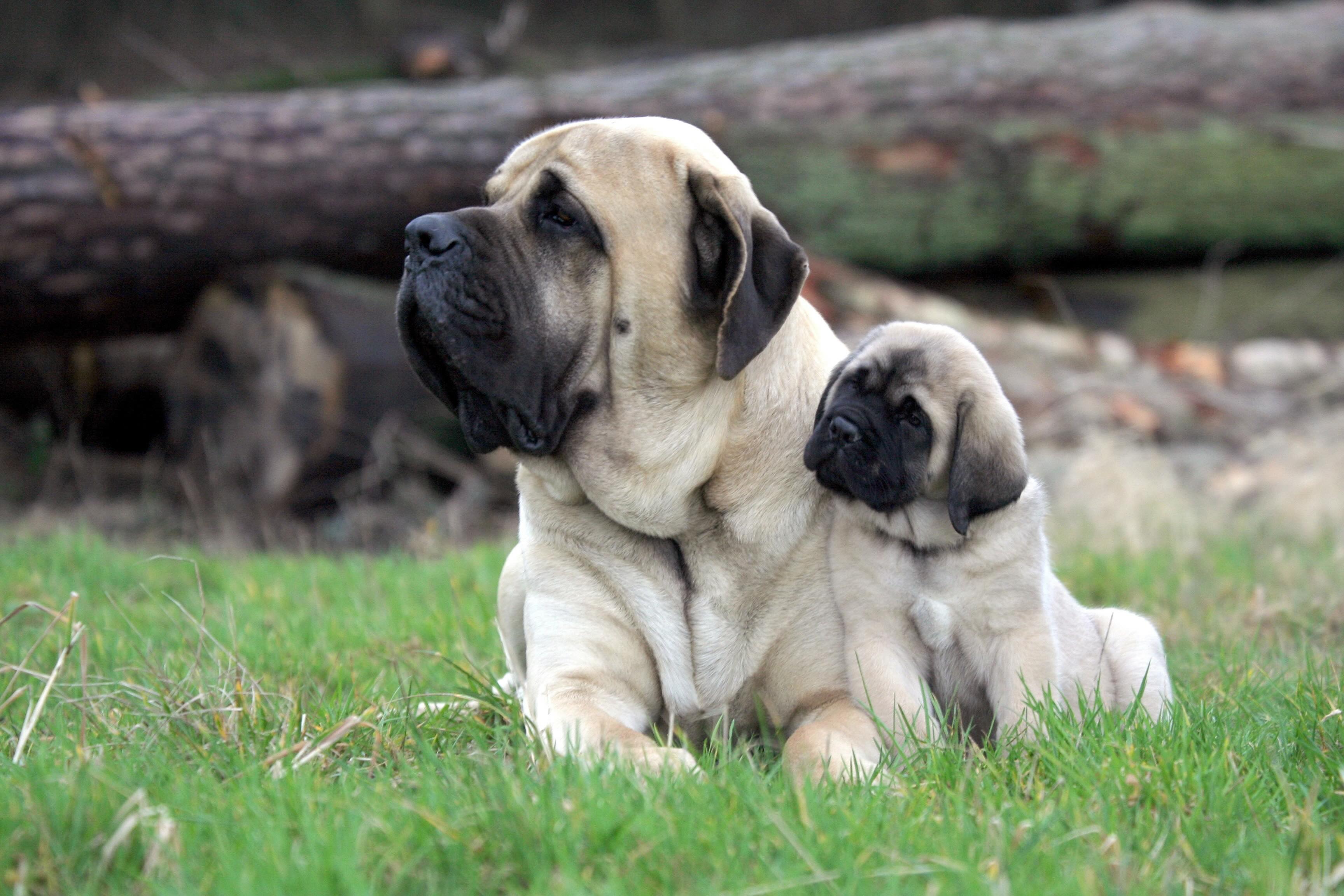 tan mastiff dog lying down next to a mastiff puppy, who is sitting beside the larger dog