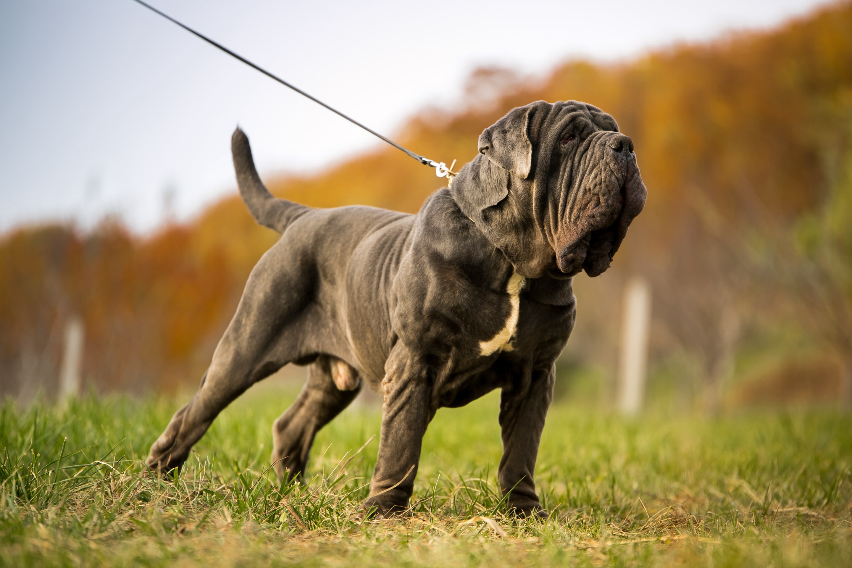 neapolitan mastiff dog standing on a leash outside