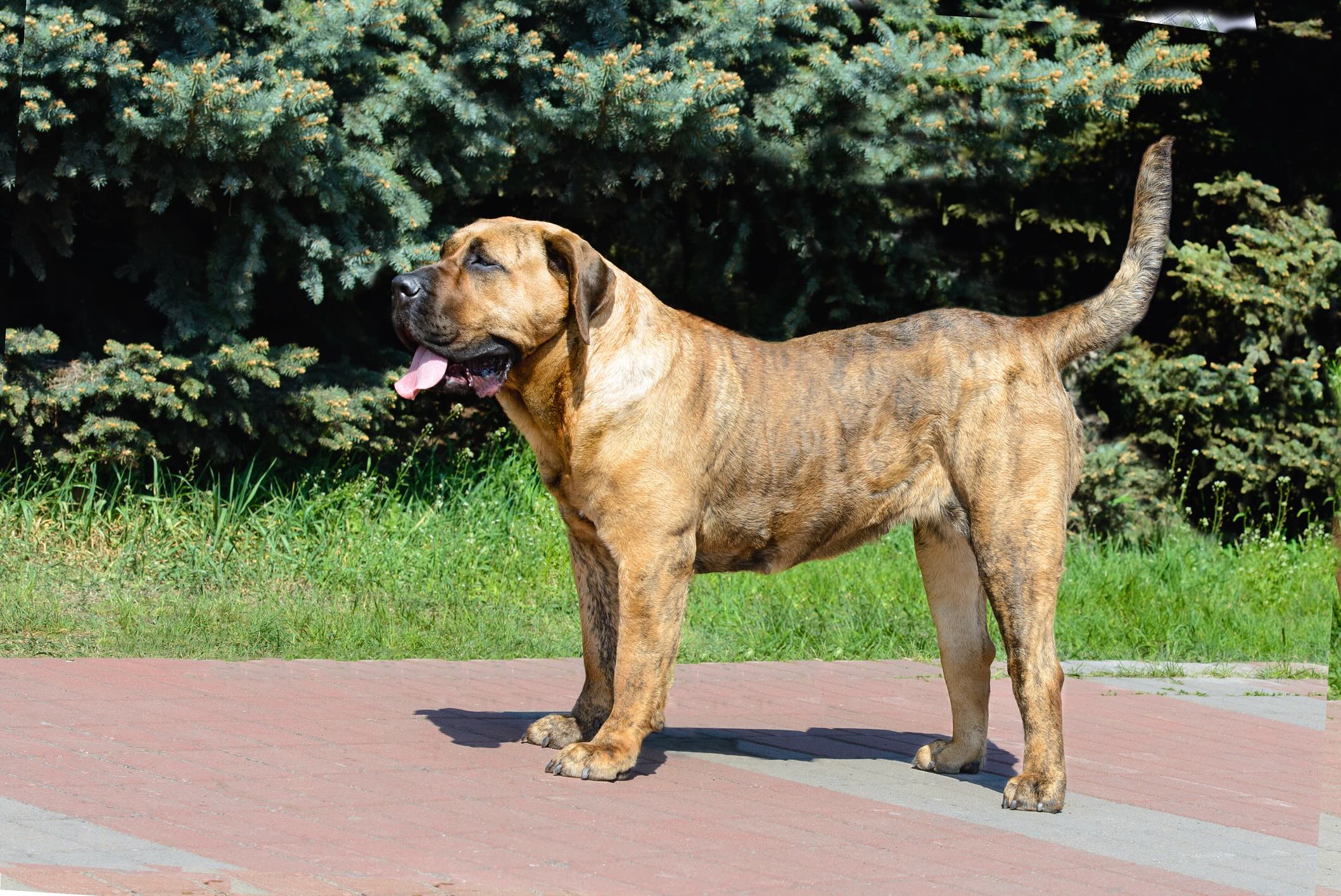 brindle presa canario dog standing on a paved path outside