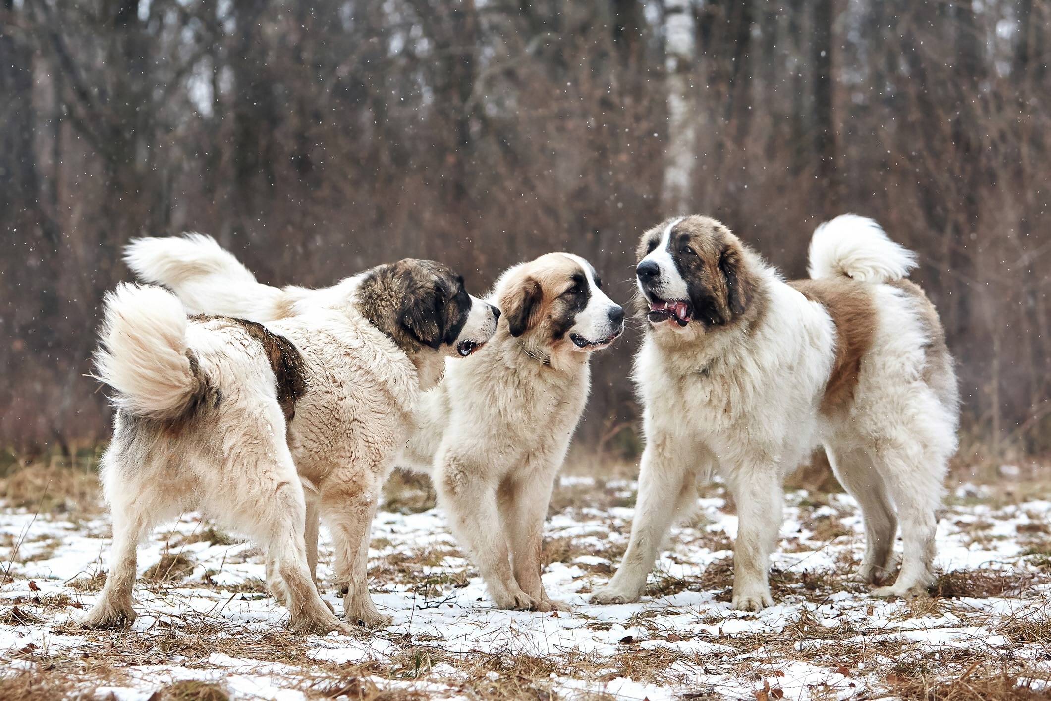 three white and brown pyrenean mastiff dogs playing in the snow