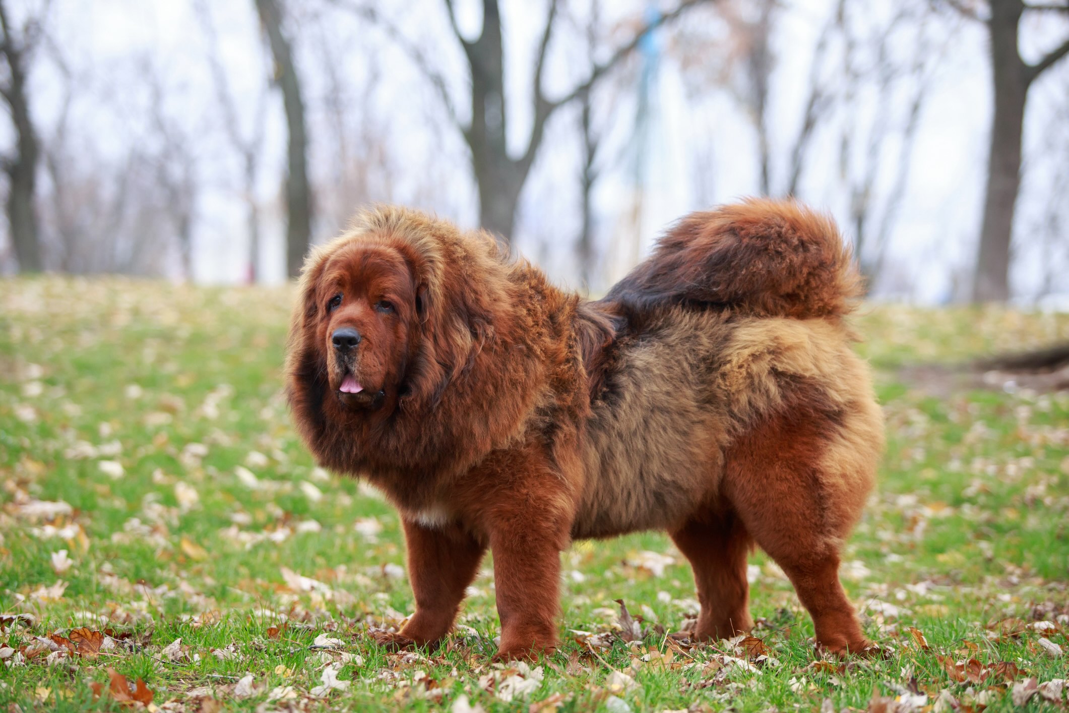 red tibetan mastiff dog standing outside