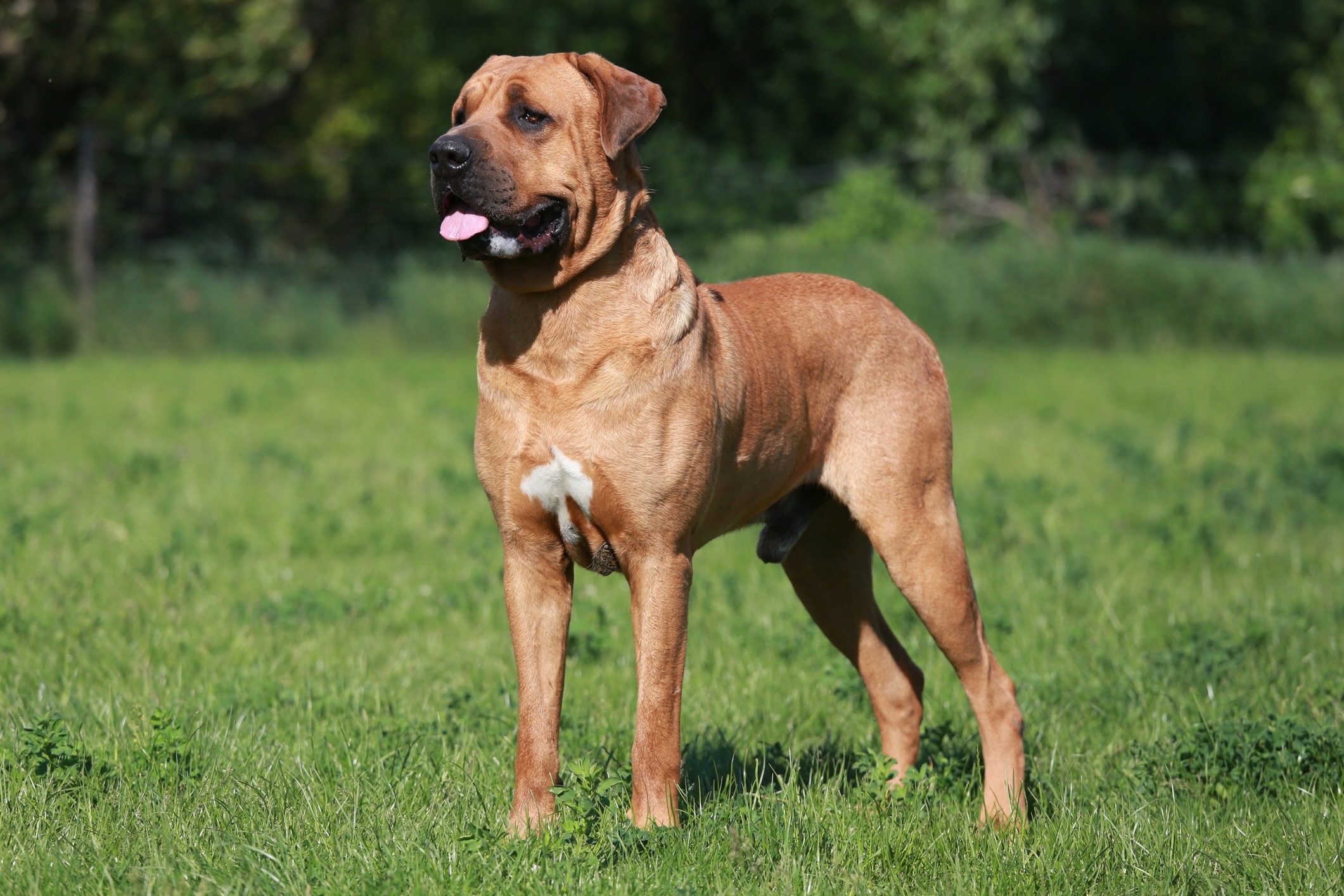 tosa dog standing tall in grass with his tongue out