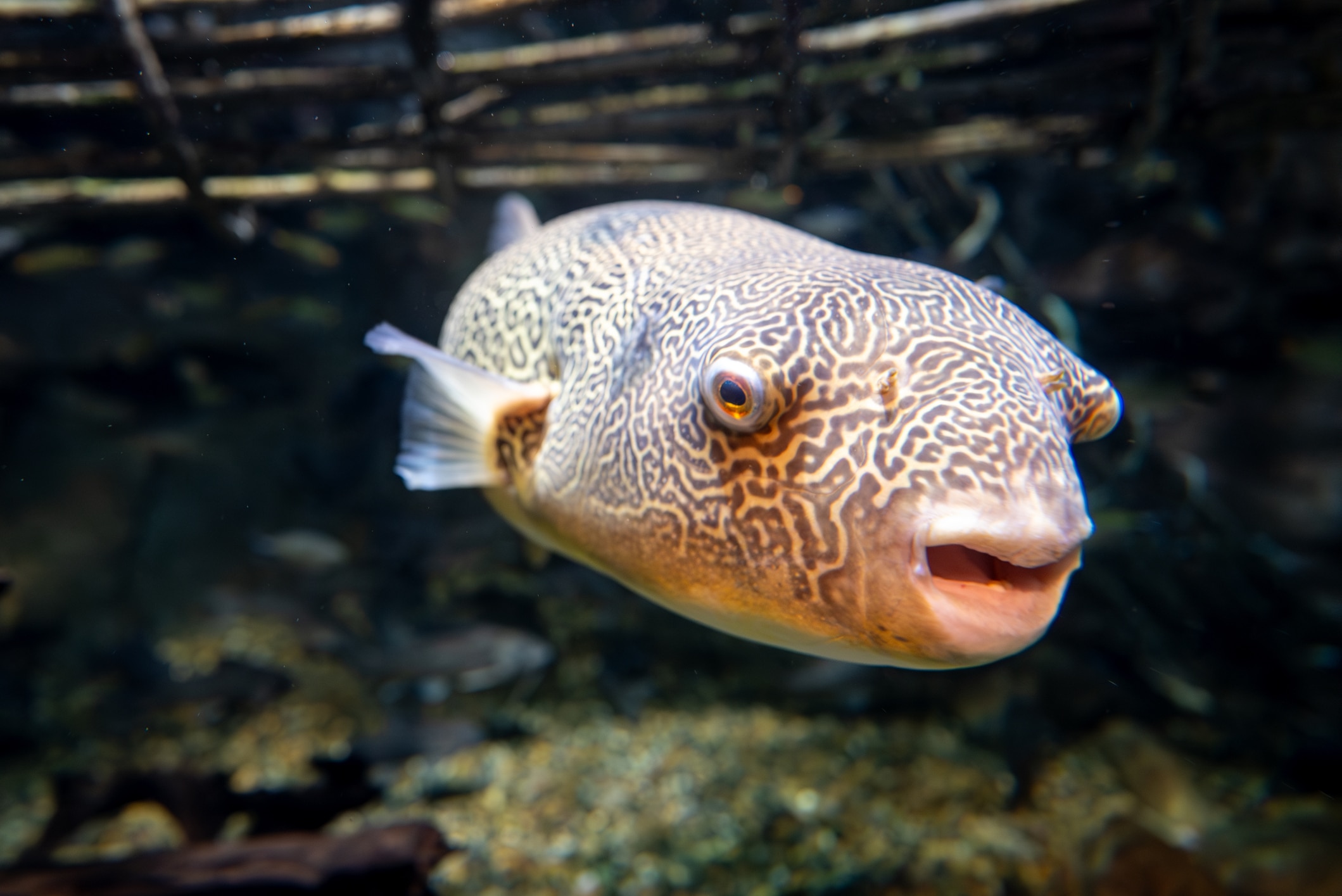 Mbu puffer fish