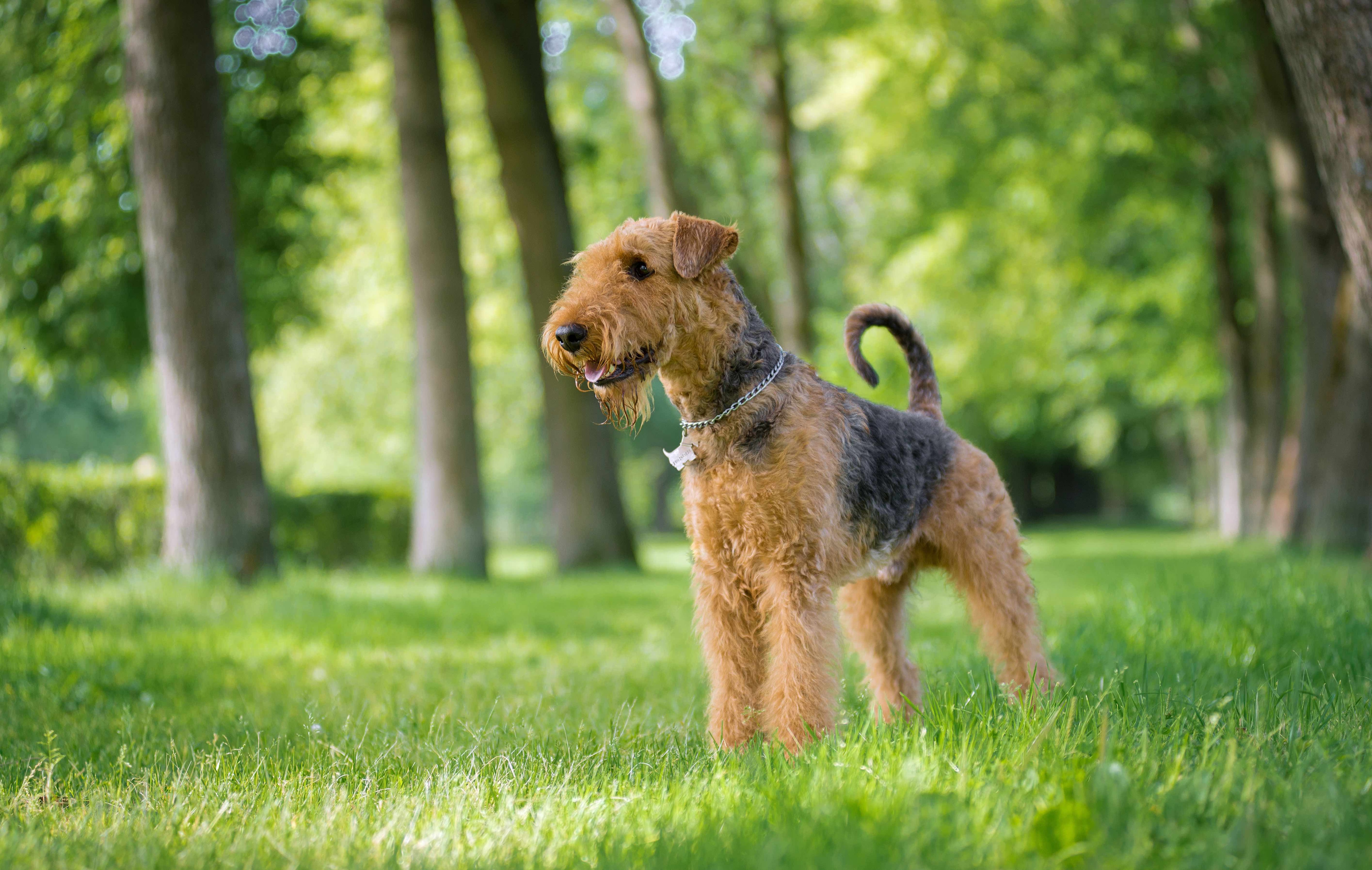 airedale terrier standing outside