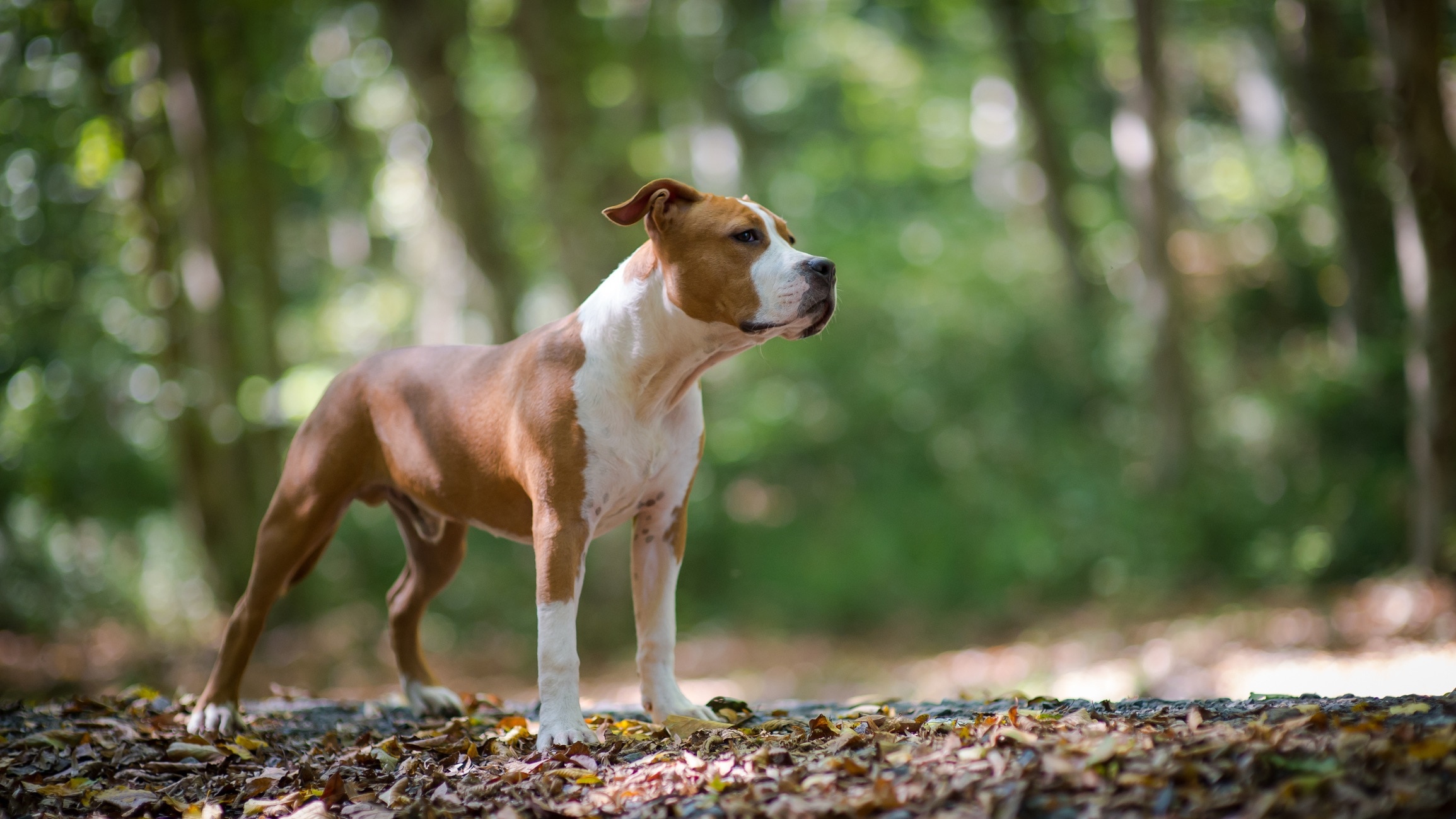 brown and white amstaff dog standing on a hiking trail