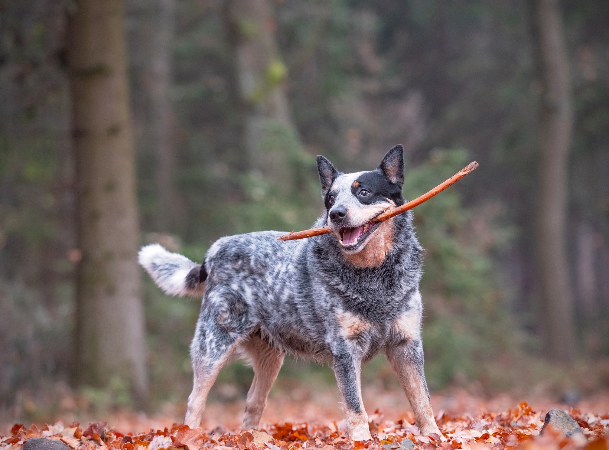 australian cattle dog standing in a wooded area holding a stick in his mouth