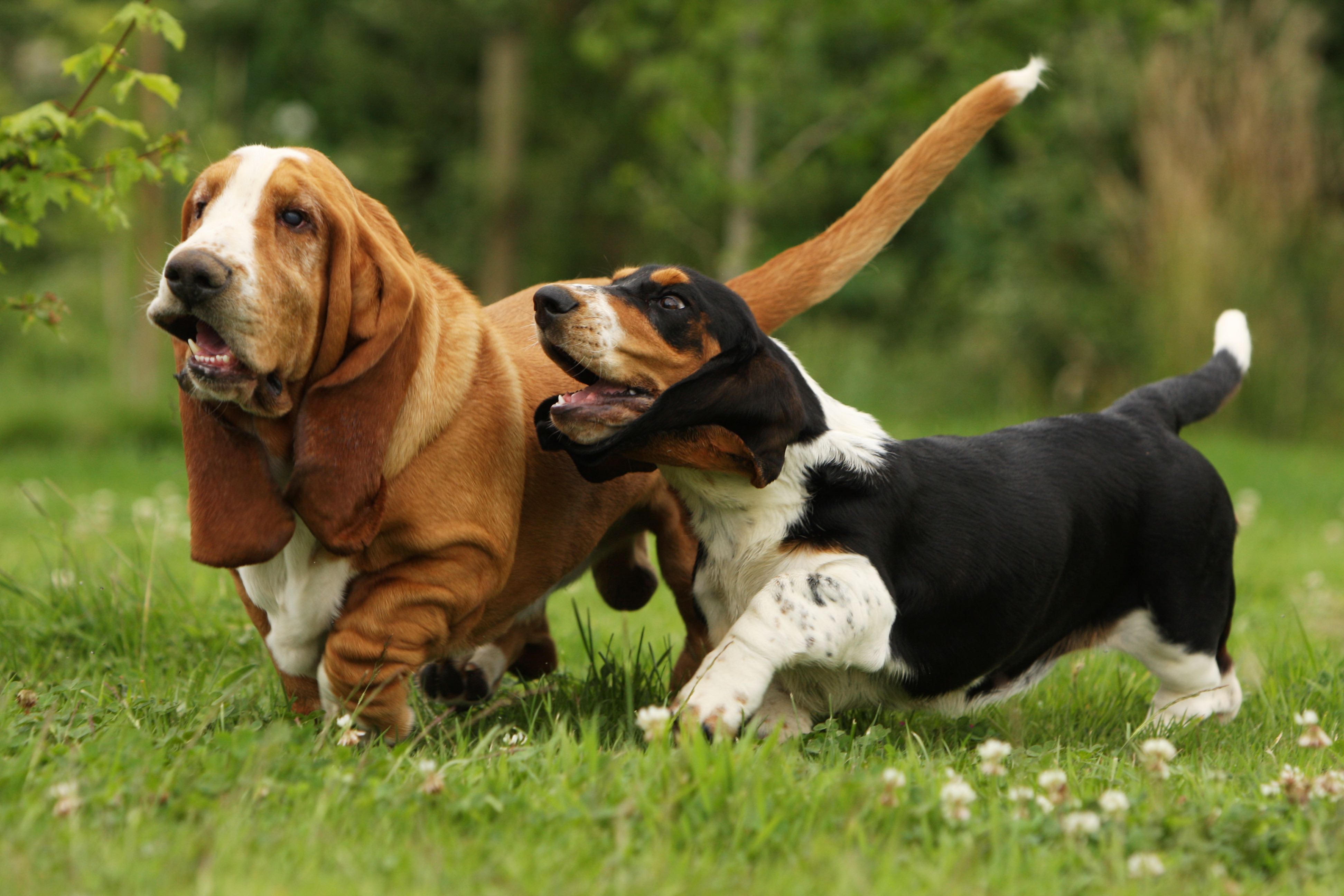 two basset hounds trotting through grass