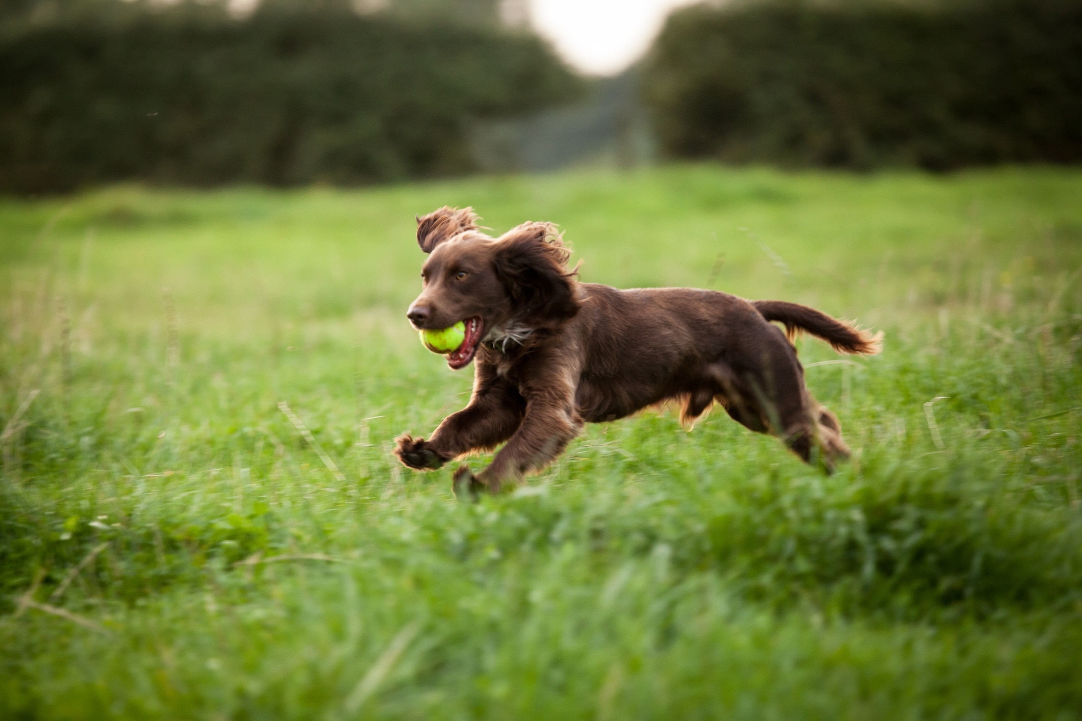 brown boykin spaniel running through grass with a tennis ball in his mouth