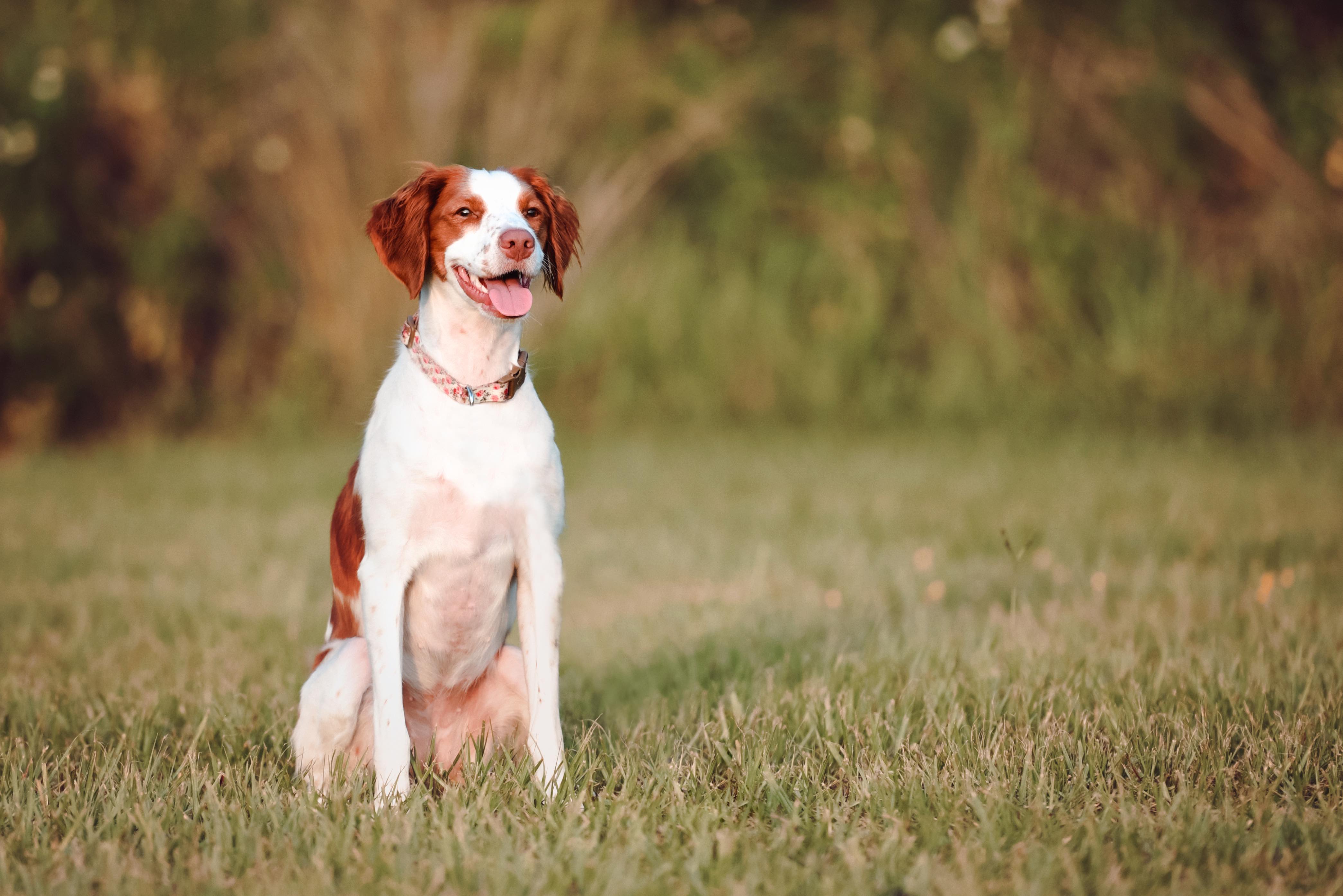 white and orange brittany dog sitting in grass