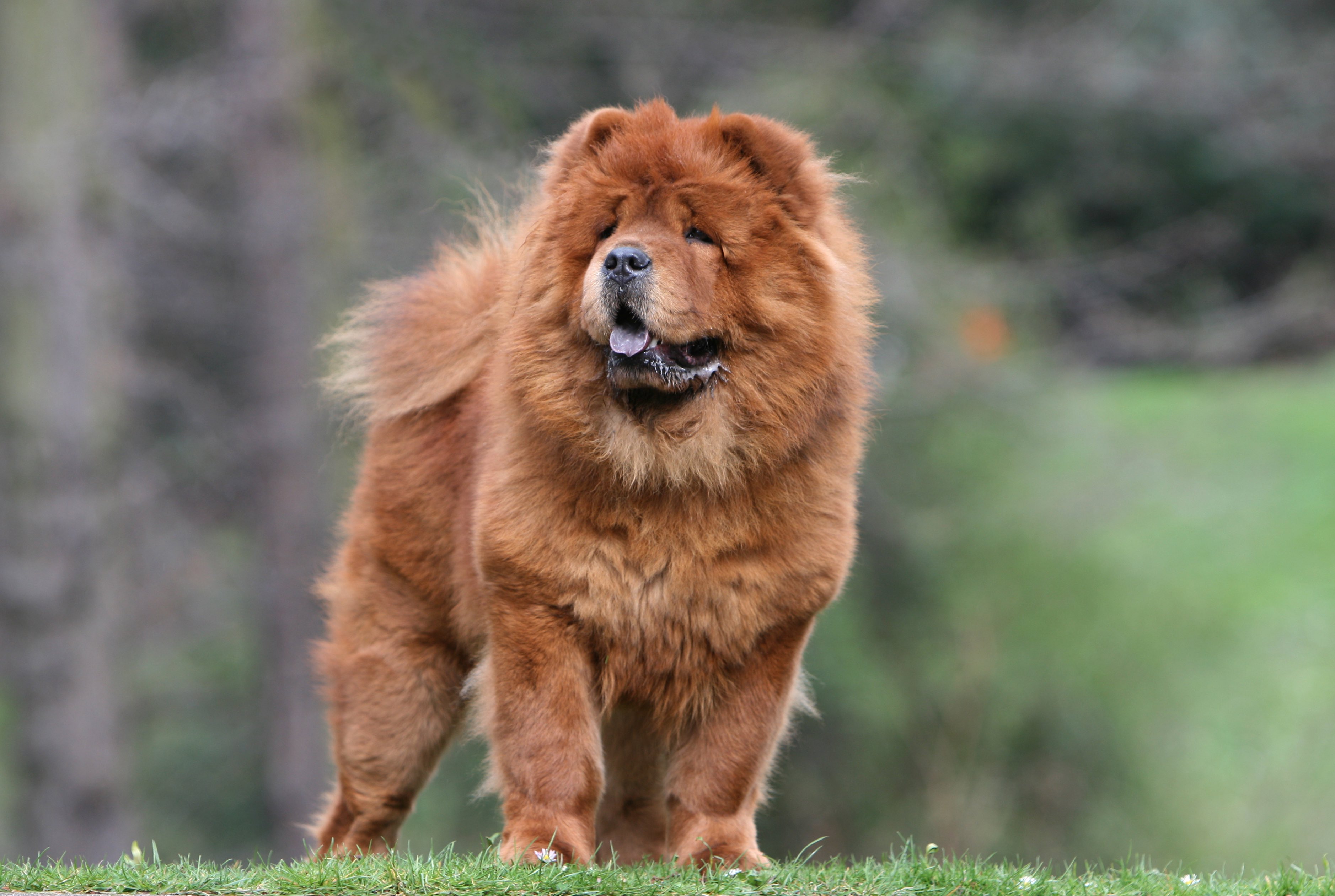 red fluffy chow chow standing in grass