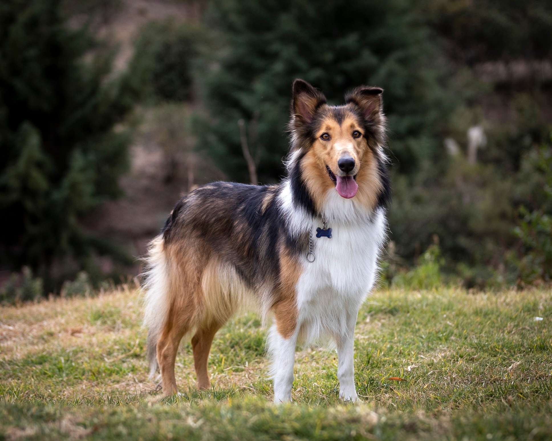 tricolor rough collie standing and looking at the camera outside