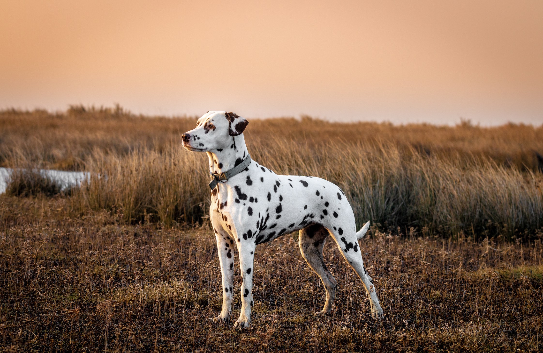 dalmatain standing in a marsh at sunset