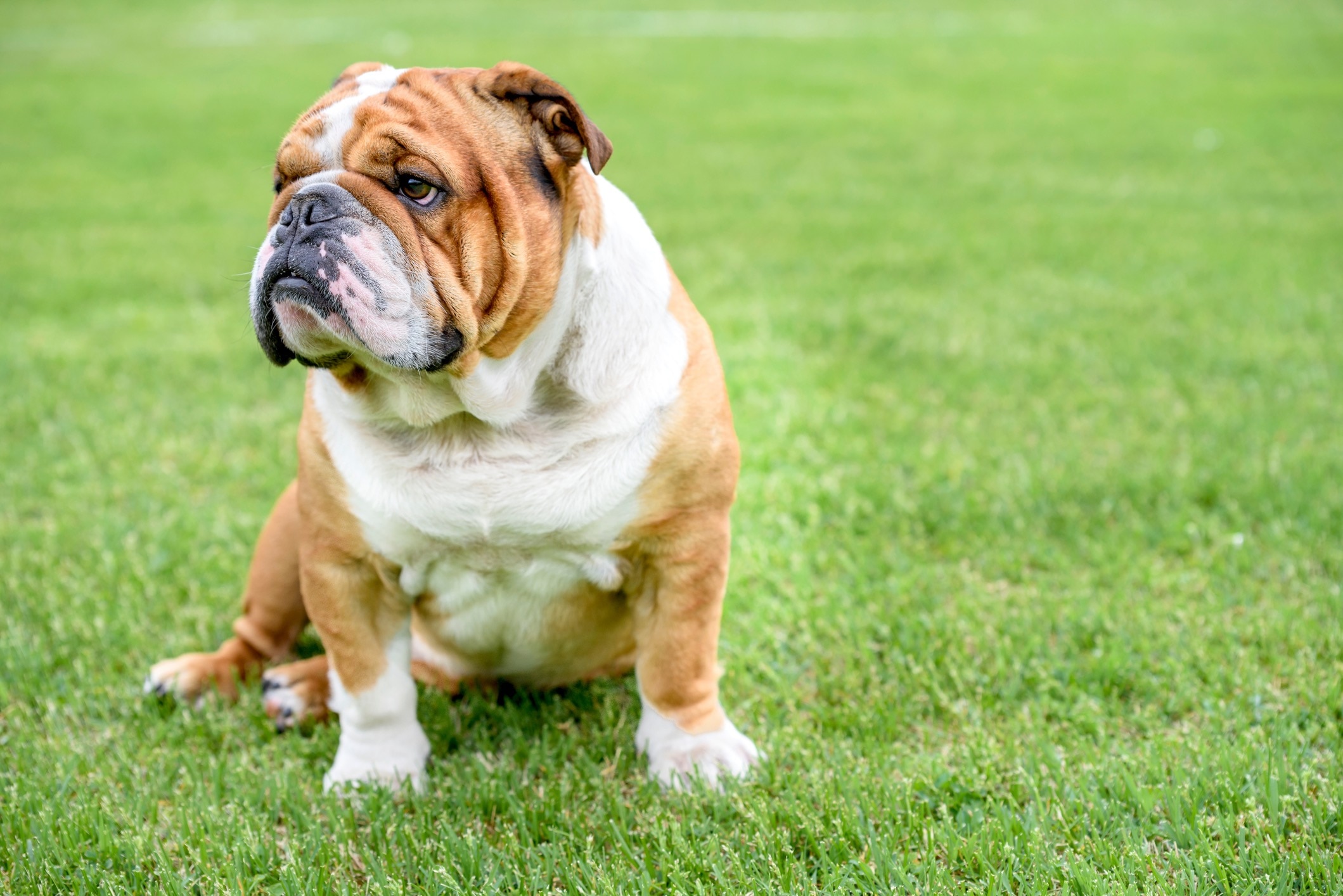 brown and white english bulldog sitting in grass looking grumpy