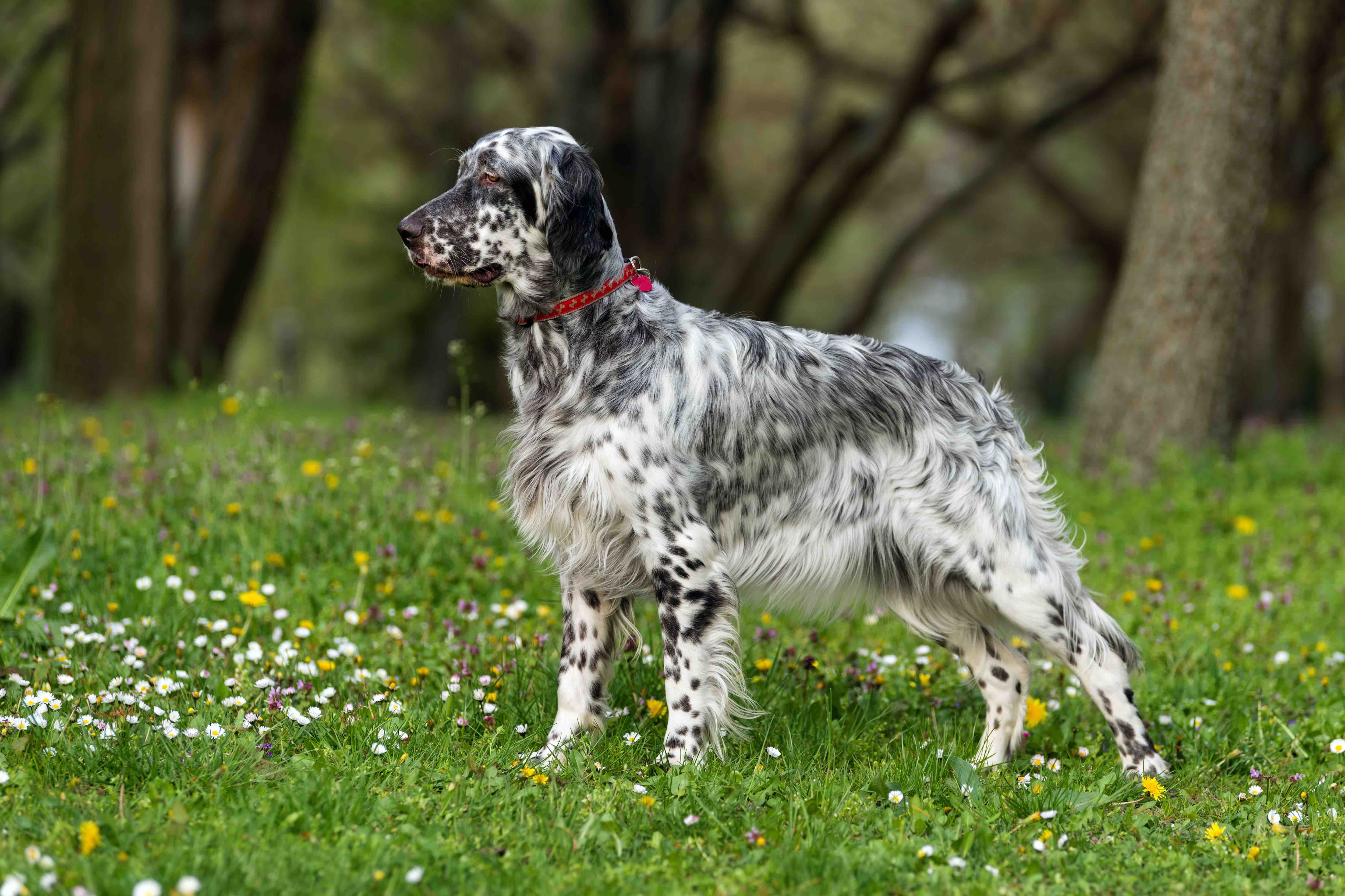 white and black speckled english setter standing outside