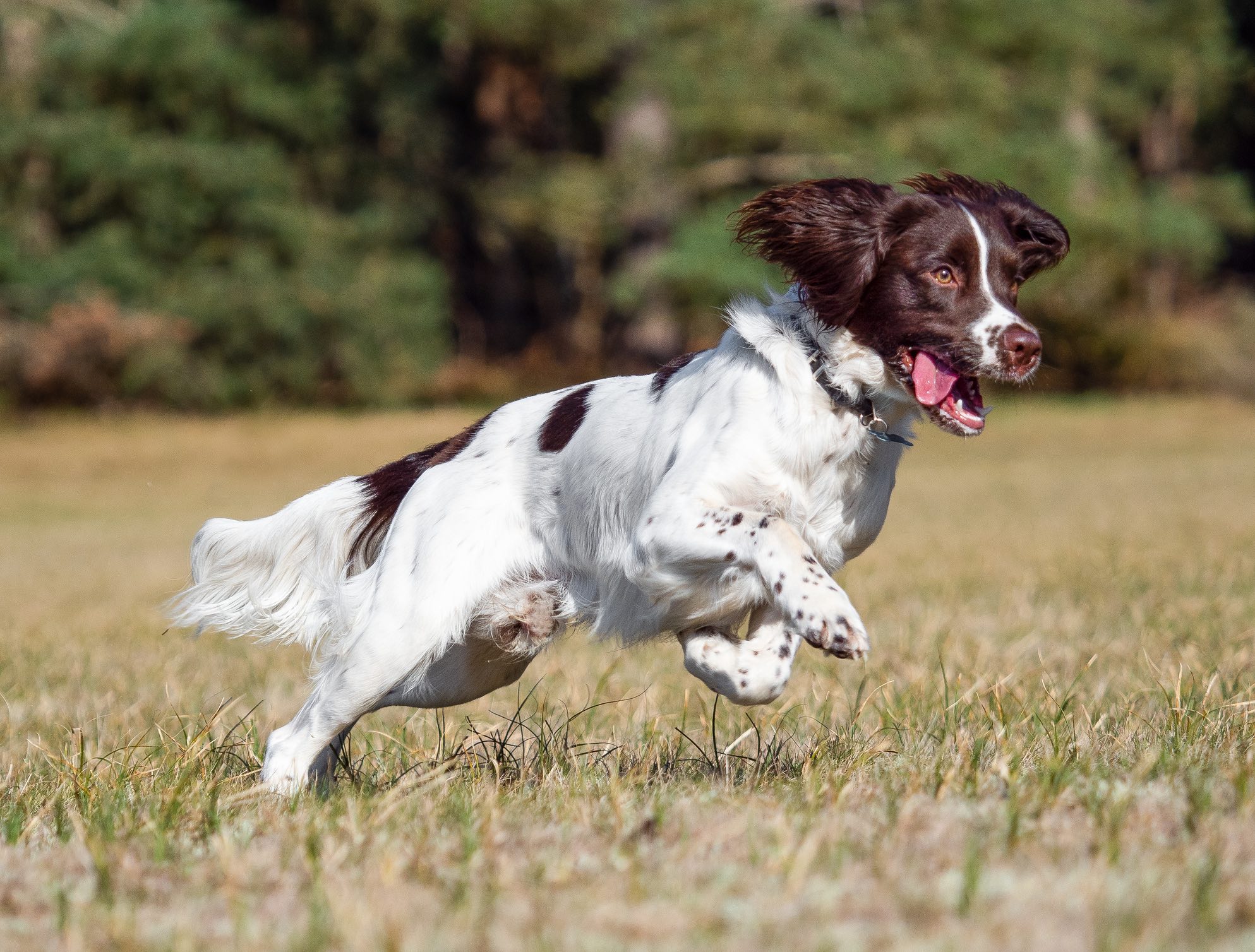 brown and white english springer spaniel running through a field