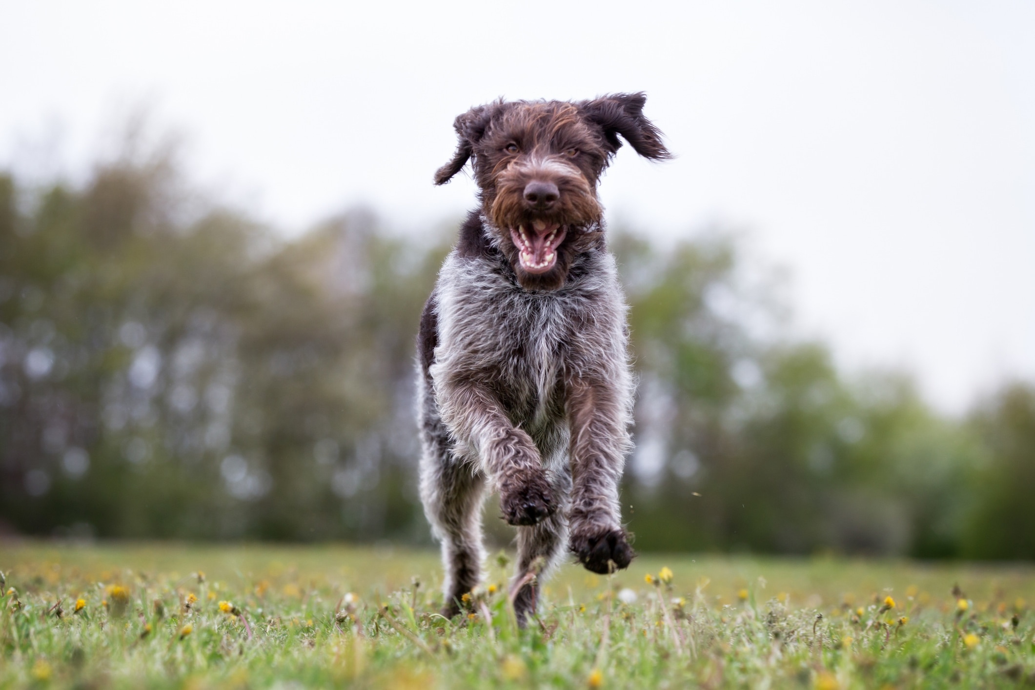 scruffy german wirehaired pointer running toward the camera