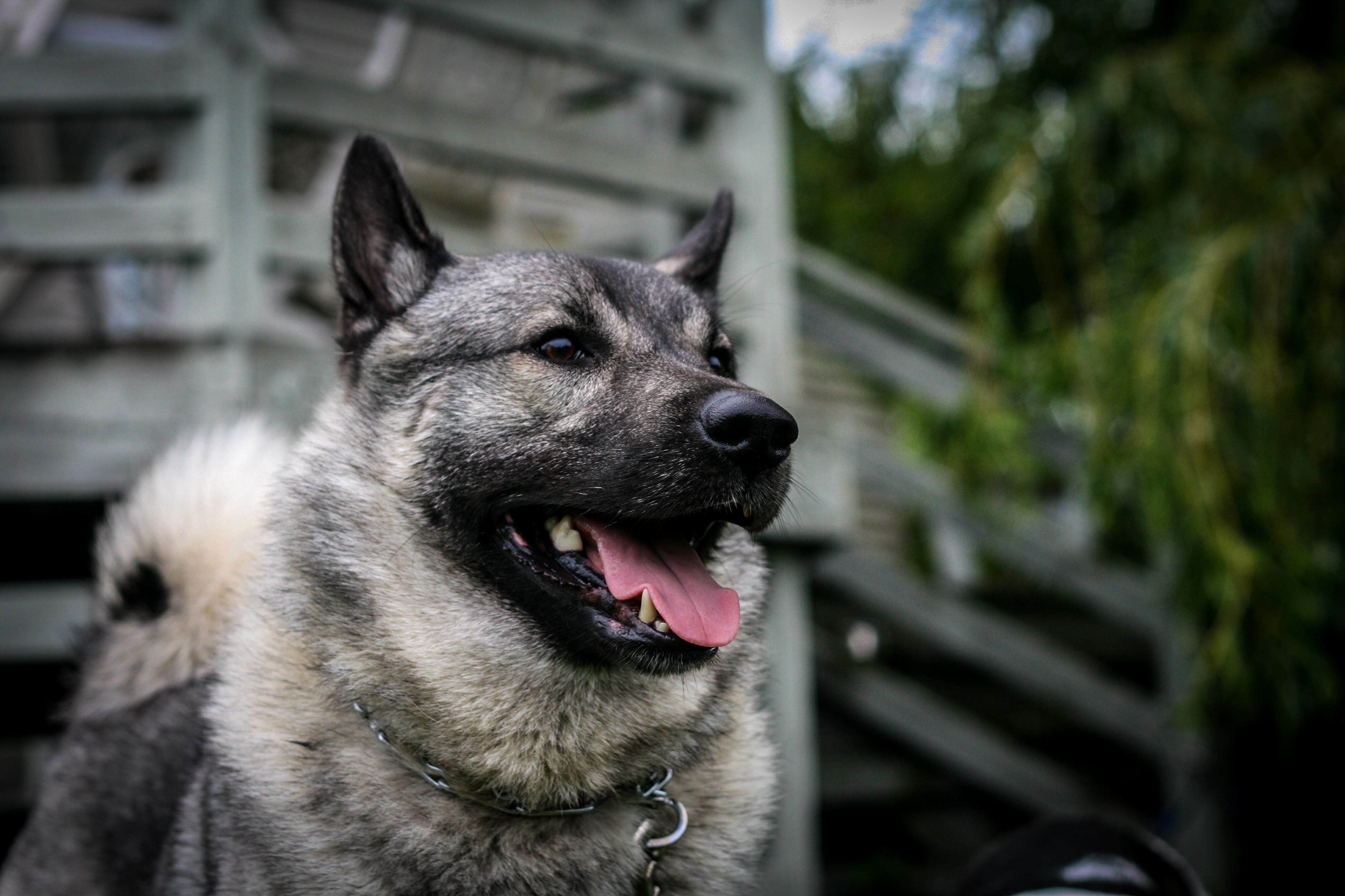 close-up of a norwegian elkhound dog