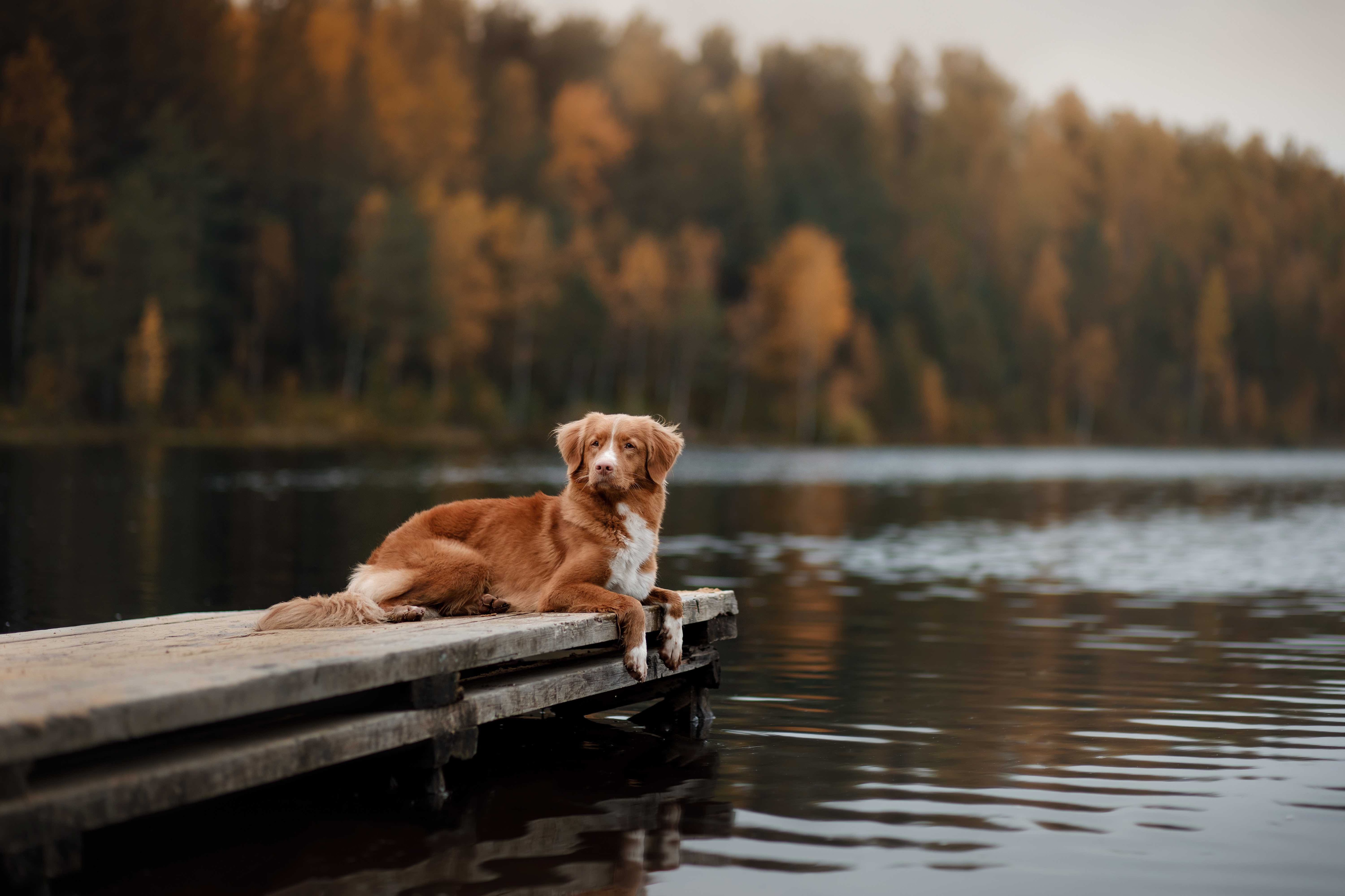 red nova scotia duck tolling retriever lying on a lake dock