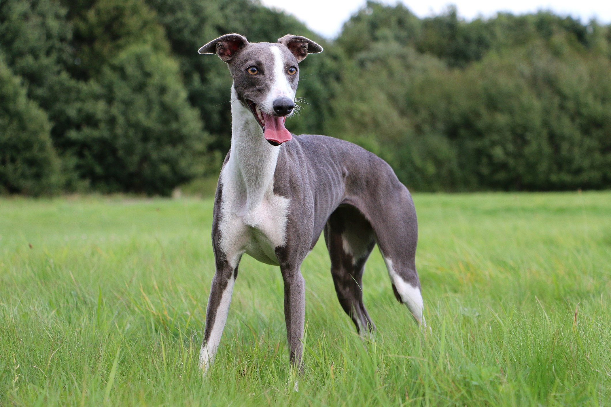 gray and white whippet standing in grass