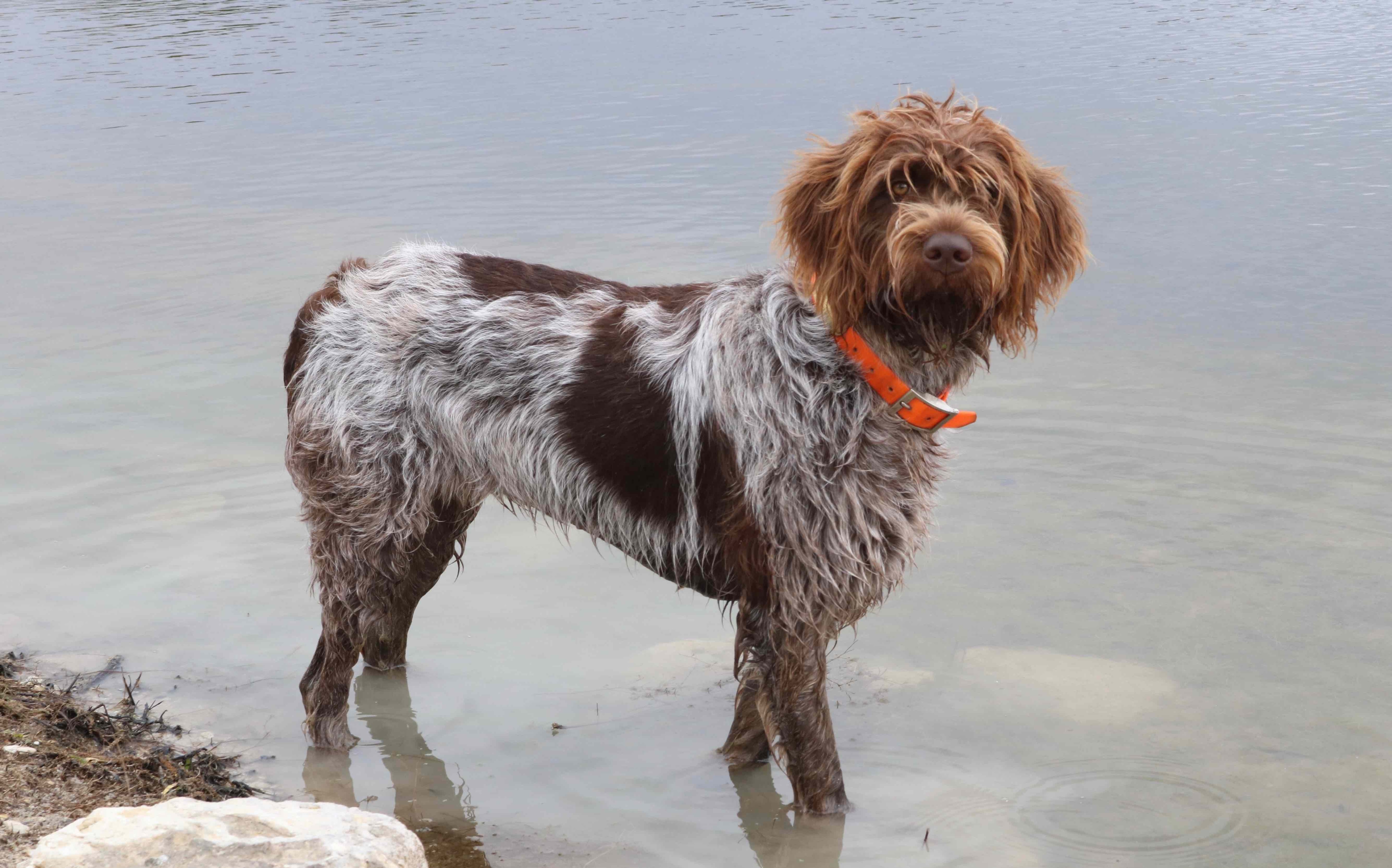 wirehaired pointing griffon walking through still water